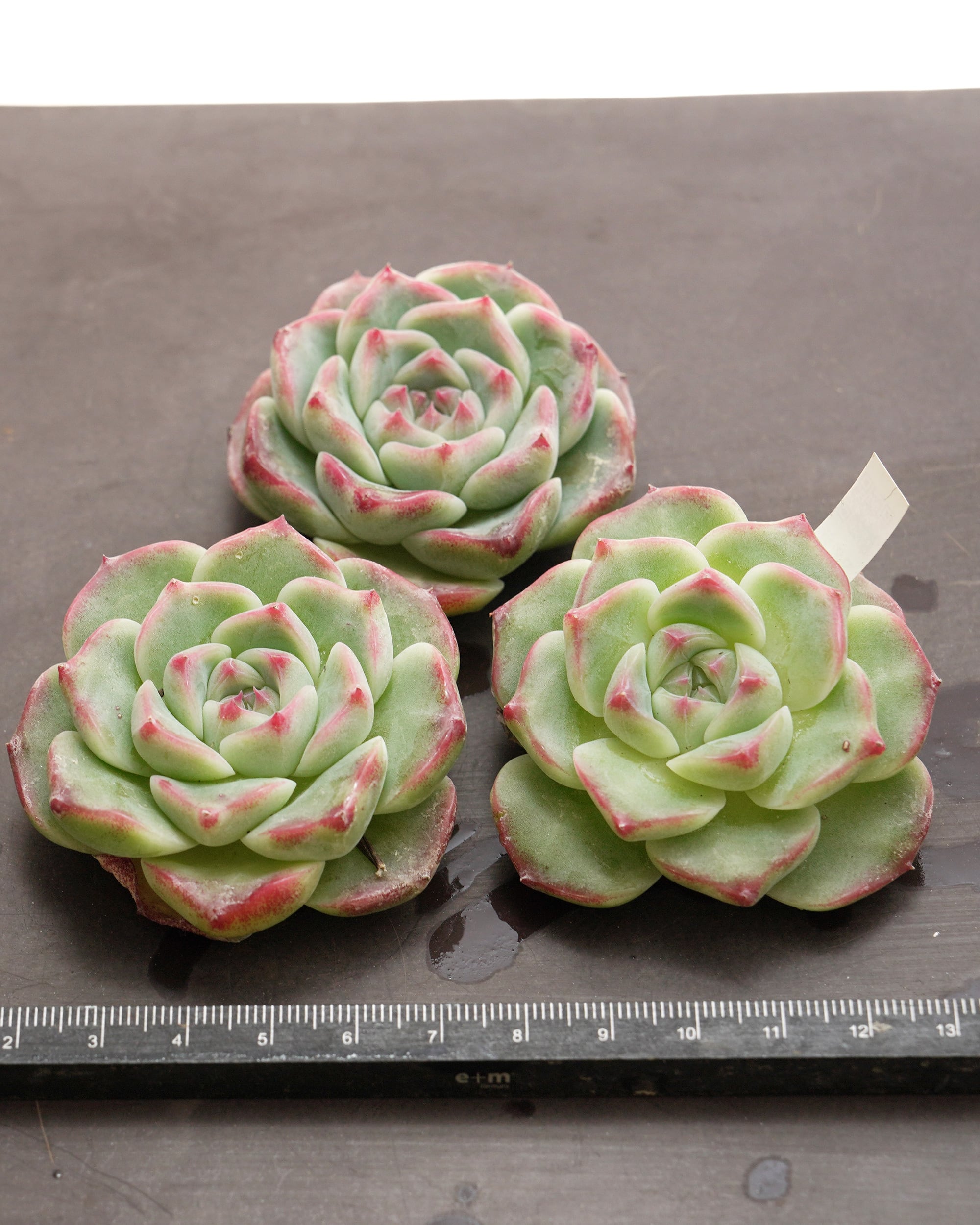 カット苗 ホワイトラック Echeveria 'White Luck' | PUKUBOOK SUCCULENTS