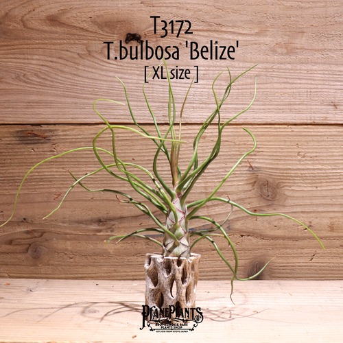 【送料無料】bulbosa 'Belize'〔エアプランツ〕現品発送T3172