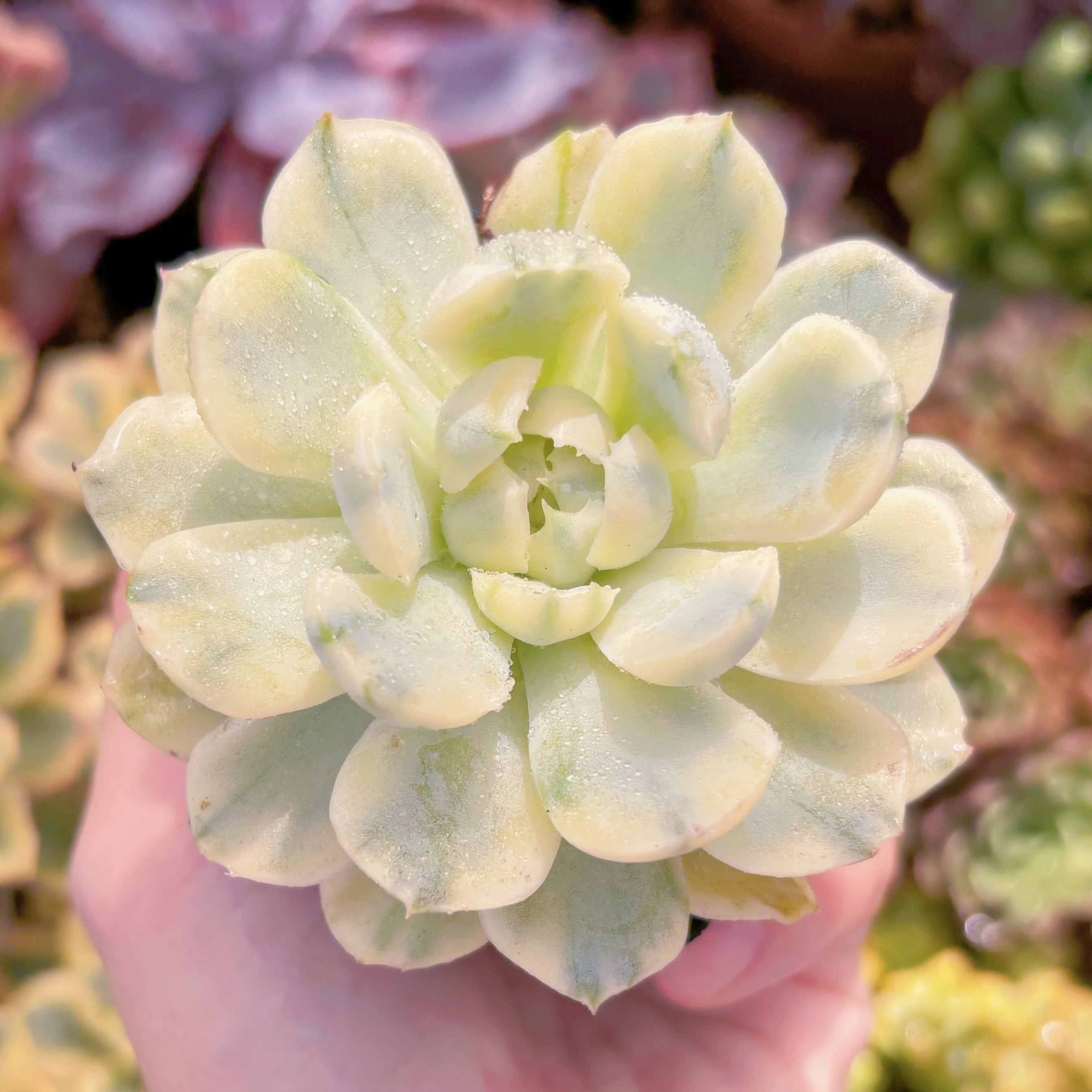 現品　クリームベリー錦#F016　るる農園