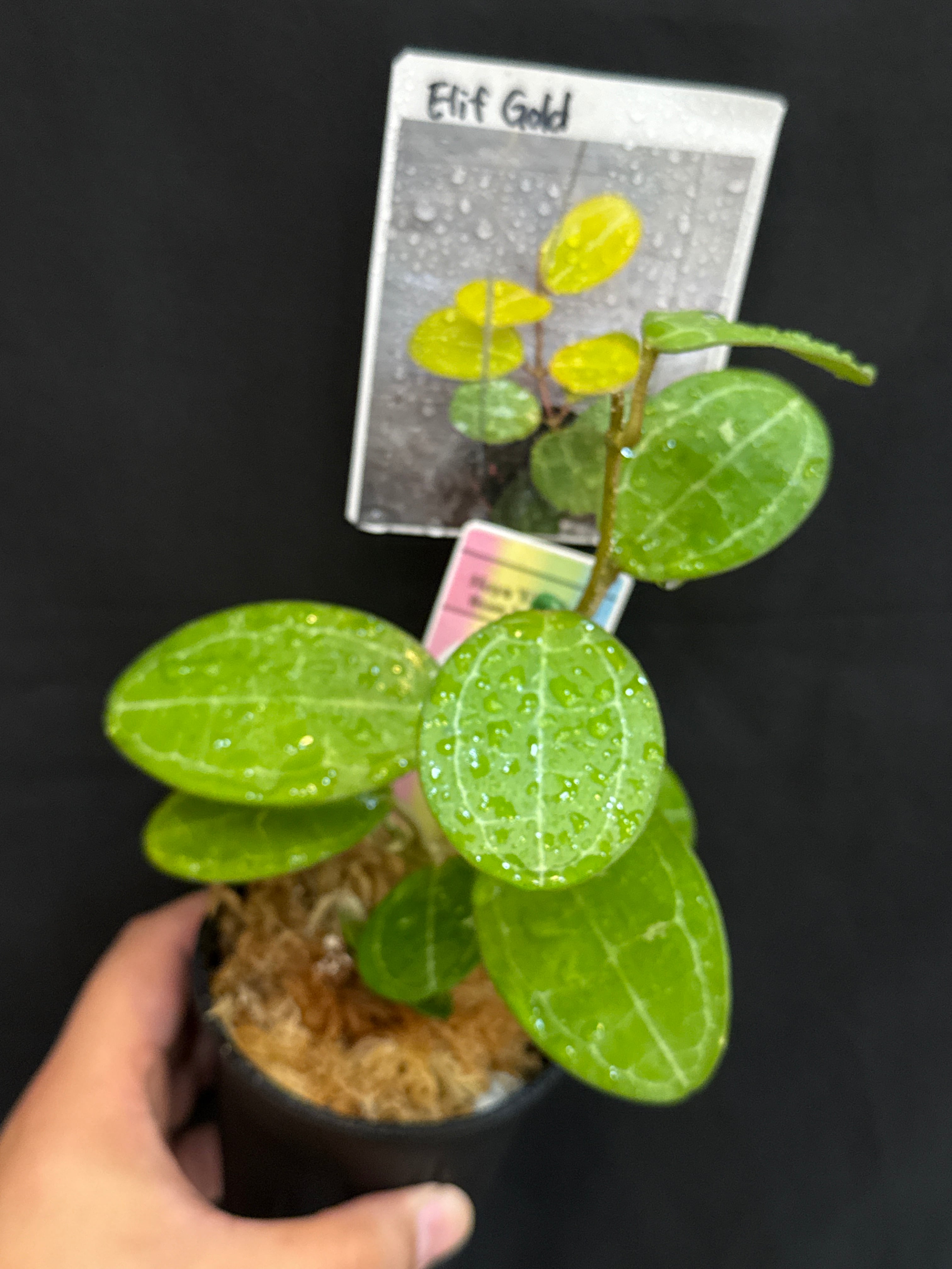 ケンフェリア sp. トリカラー バリエガータ | Gardenえん 【観葉熱帯植物】