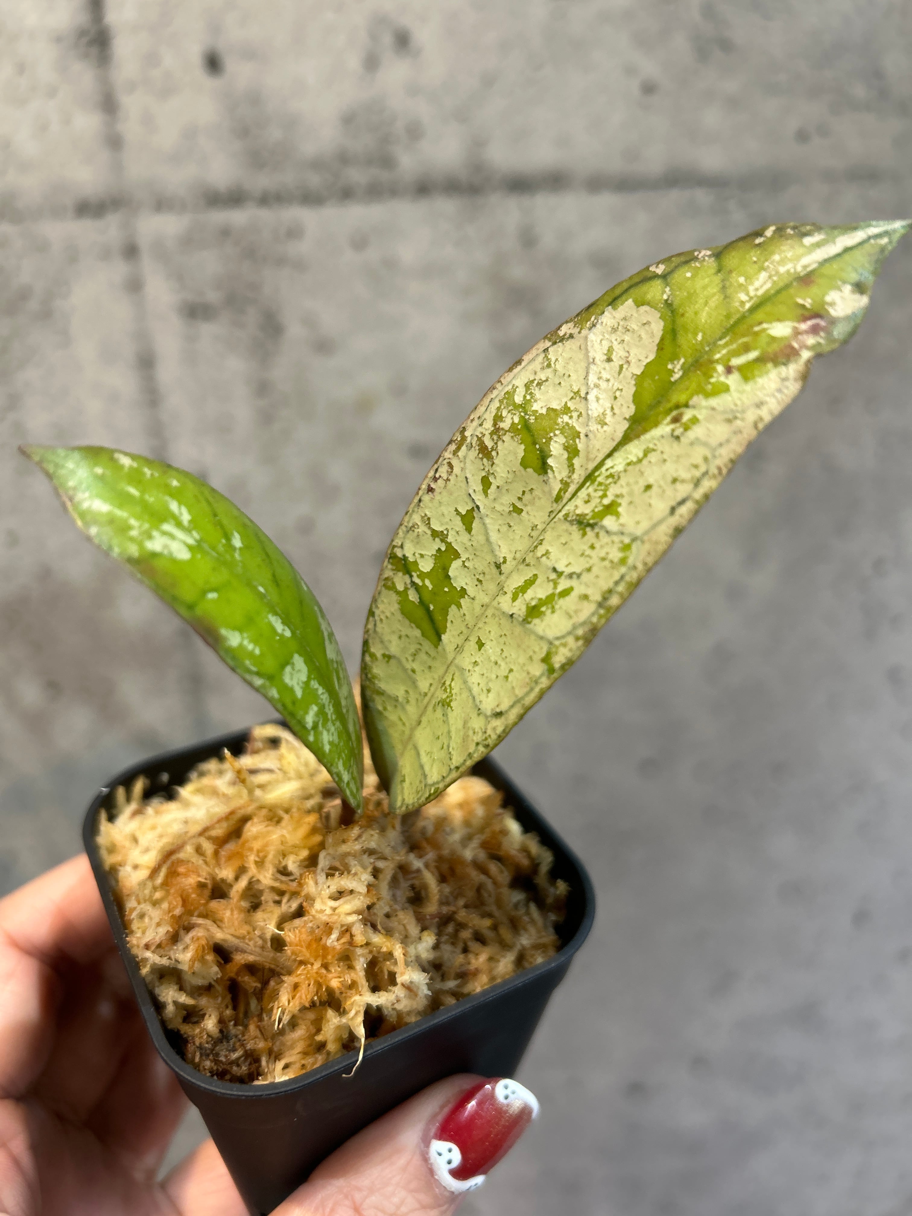 ホヤ グヌンガディン ゴースト | MIDORIYA 観葉植物専門店