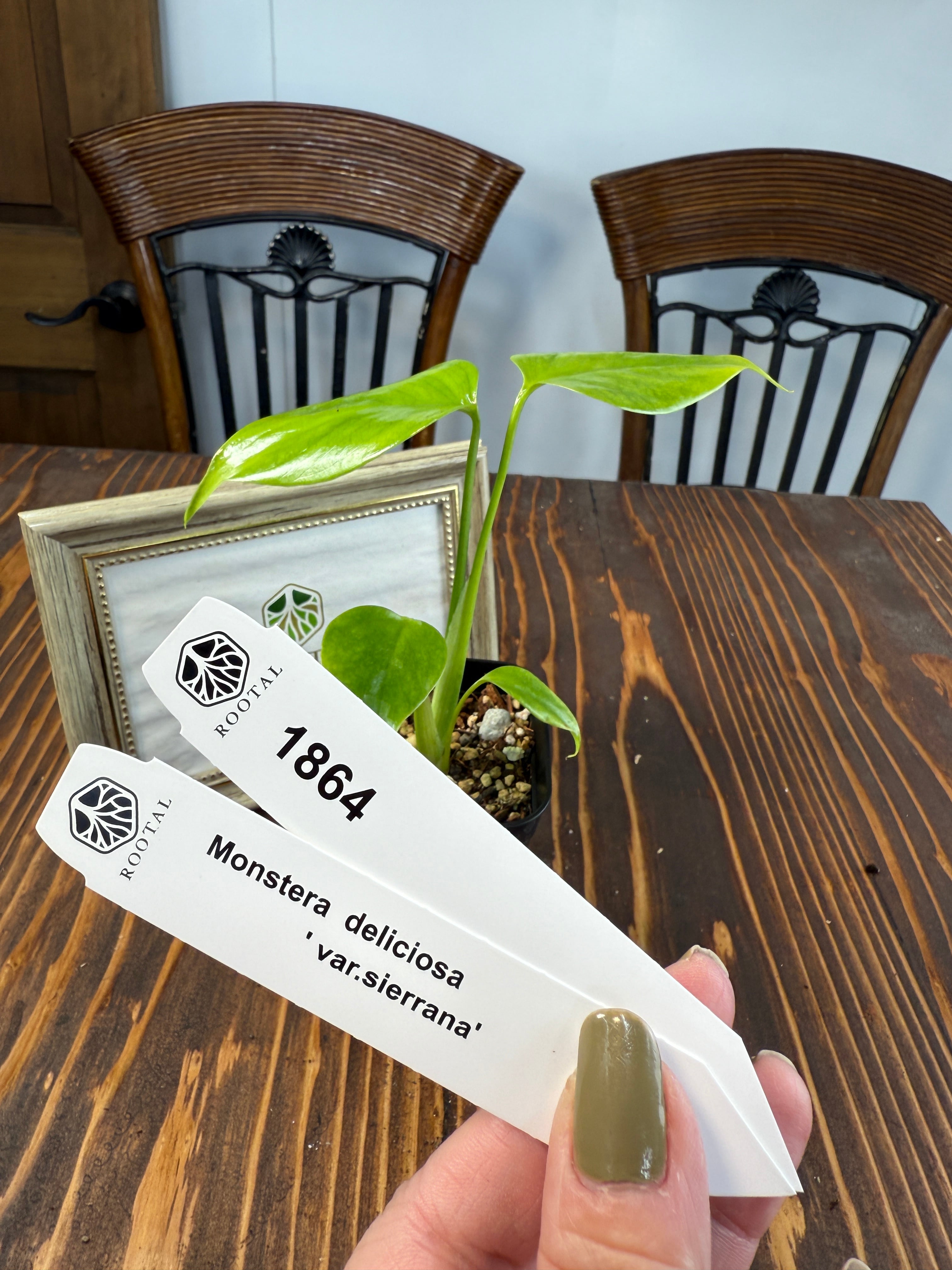 モンステラ | ROOTALPLANTS