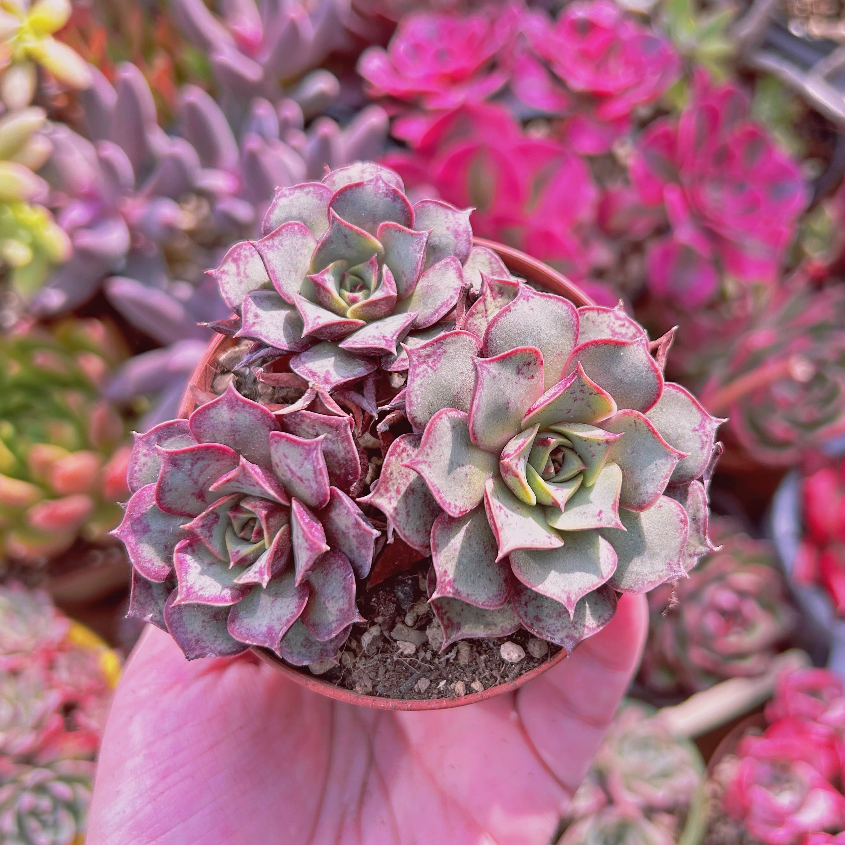 多肉植物　Echeveria  ロンギシマ　2～3頭