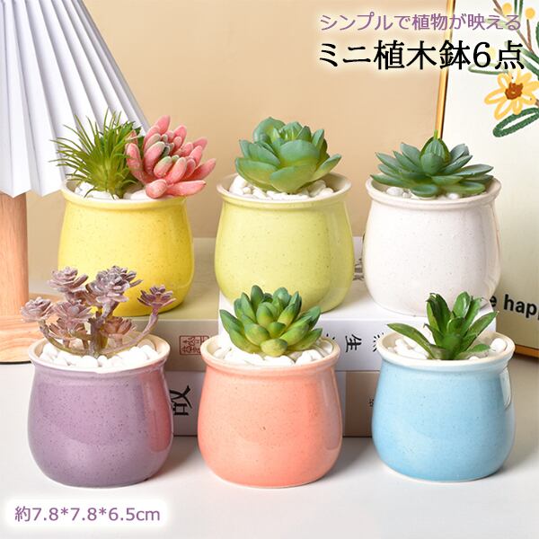 赤四手（アカシデ）盆栽 SS001 赤四手（アカシデ）盆栽 SS001 赤四手（アカシデ）盆栽 SS001