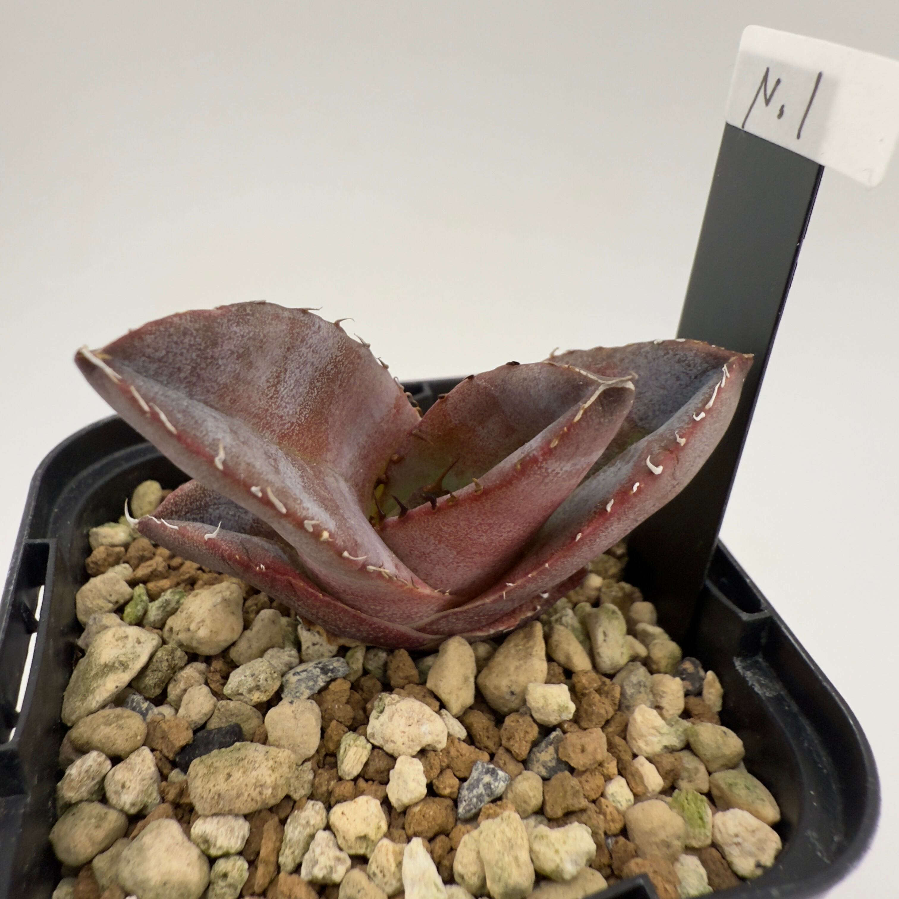 アガベ オテロイ 9株セット アガベ オテロイ 9株セット アガベ・オテロイ】No9 | はちとあり