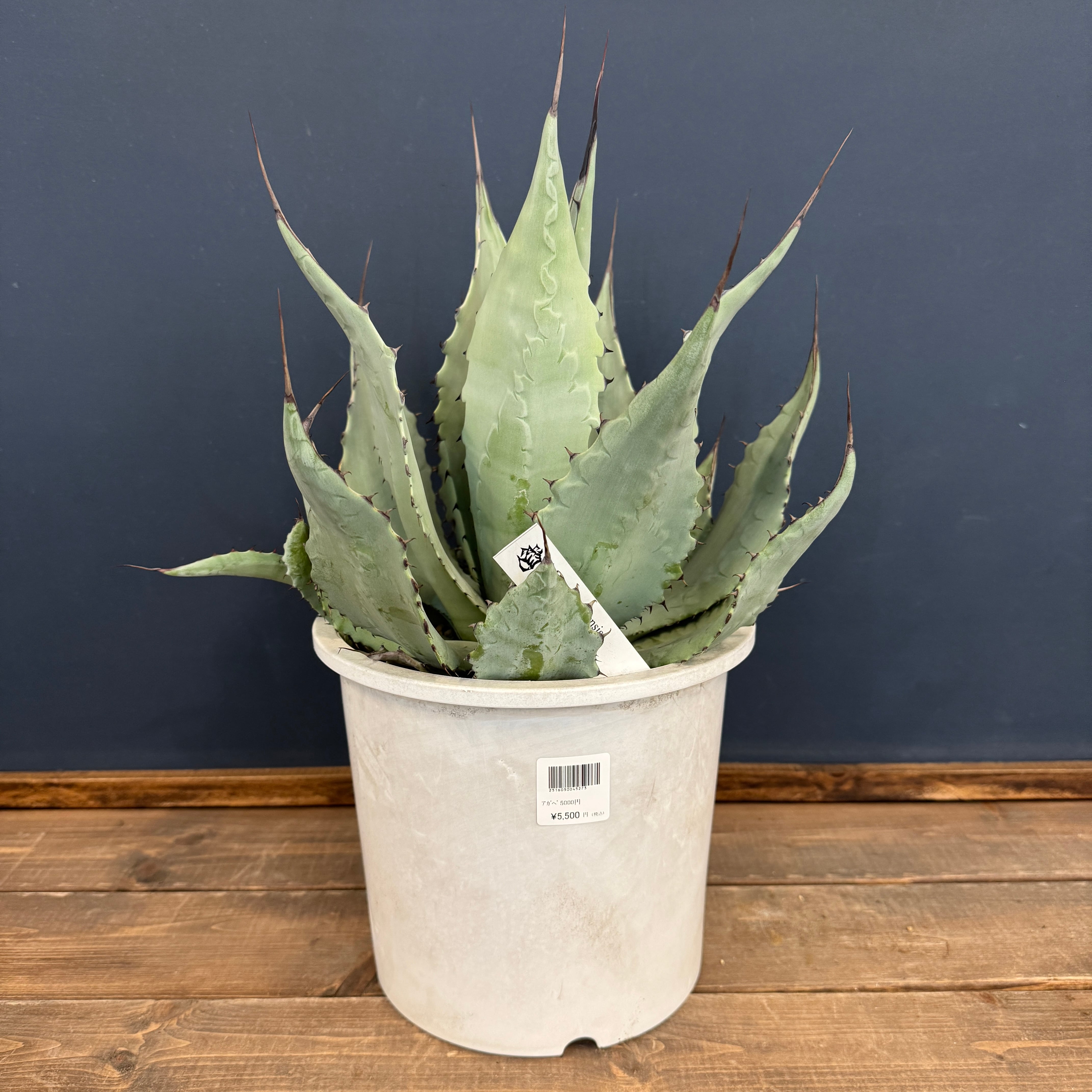 アガベ | PROTOLEAF プロトリーフ