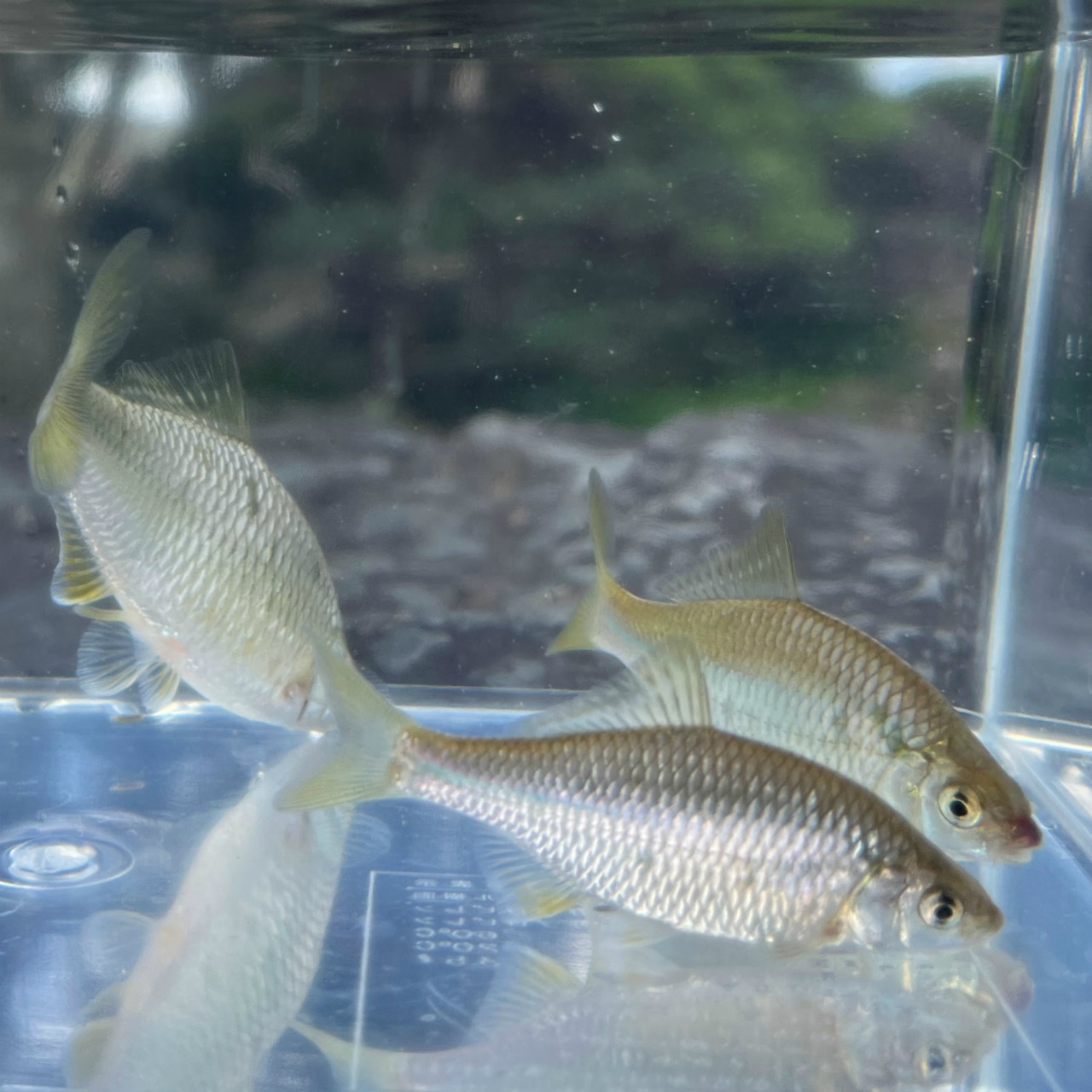 ※セット販売※(淡水魚)カネヒラ (5〜8cm±)(メス・3匹)【生体】