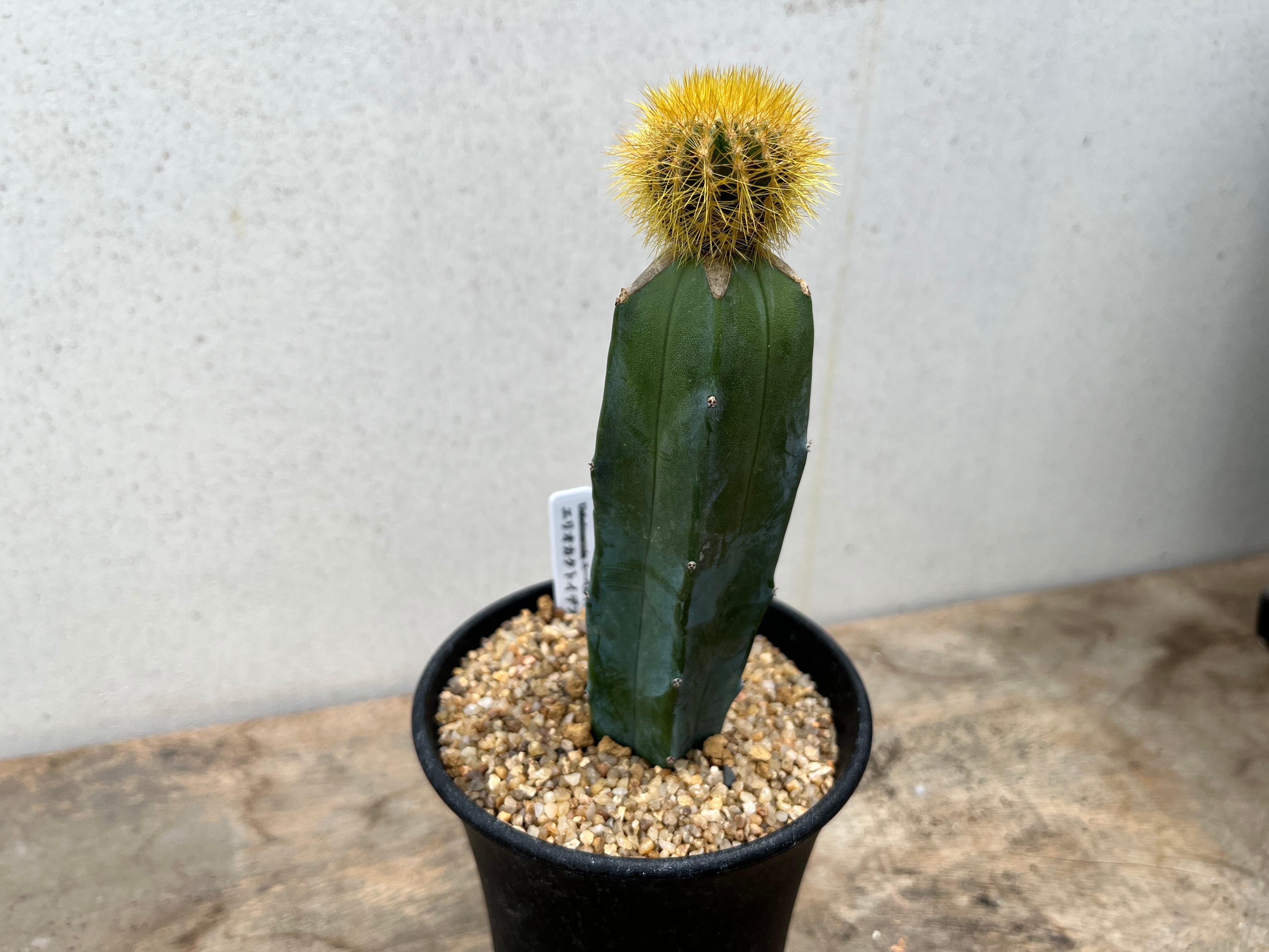 Uebelmannia pectinifera v. eriocactoides ユーベルマニア エリオ