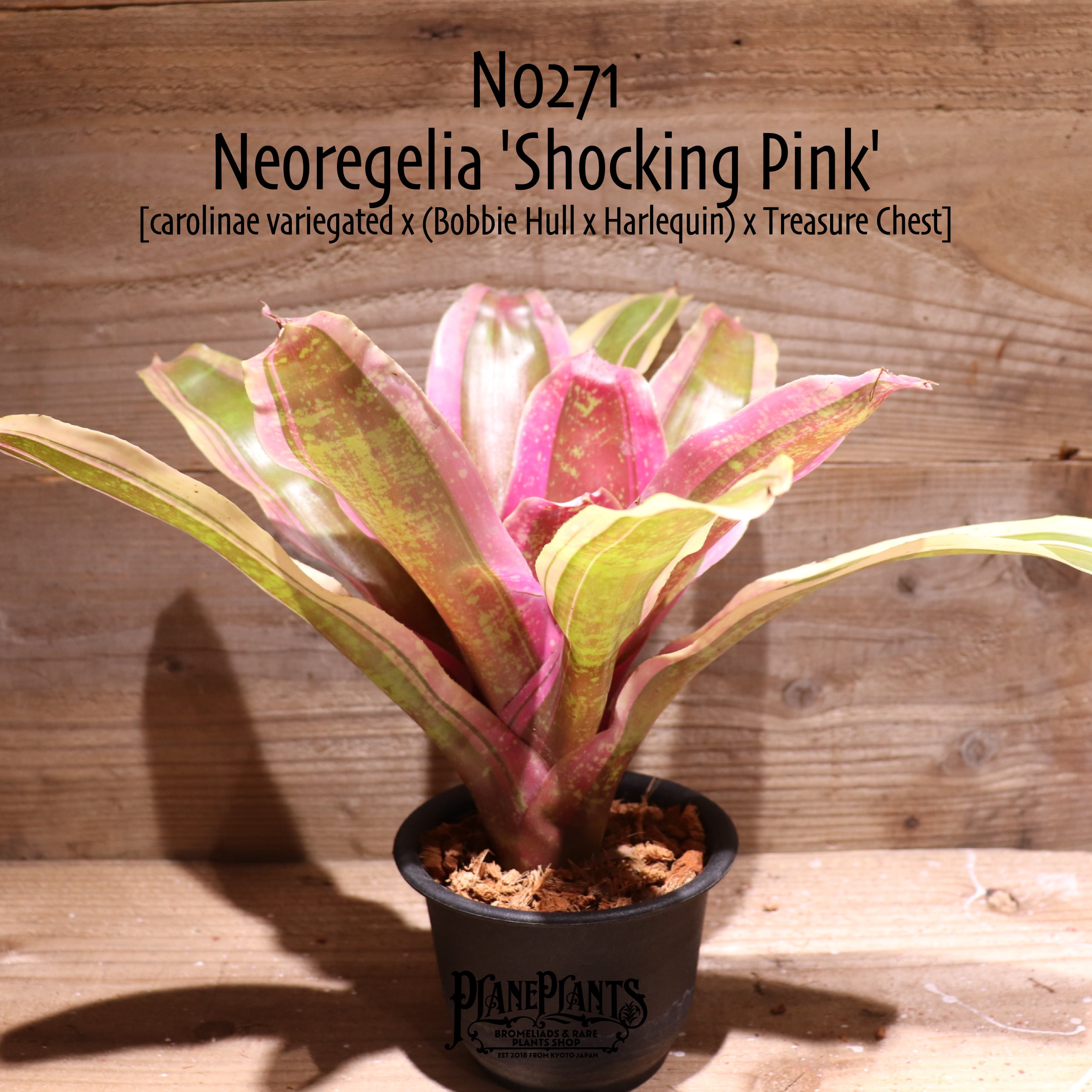 送料無料】Neoregelia 'Shocking Pink'〔ネオレゲリア〕現品発送 送料無料】Neoregelia 'Shocking Pink'〔ネオレゲリア〕現品発送