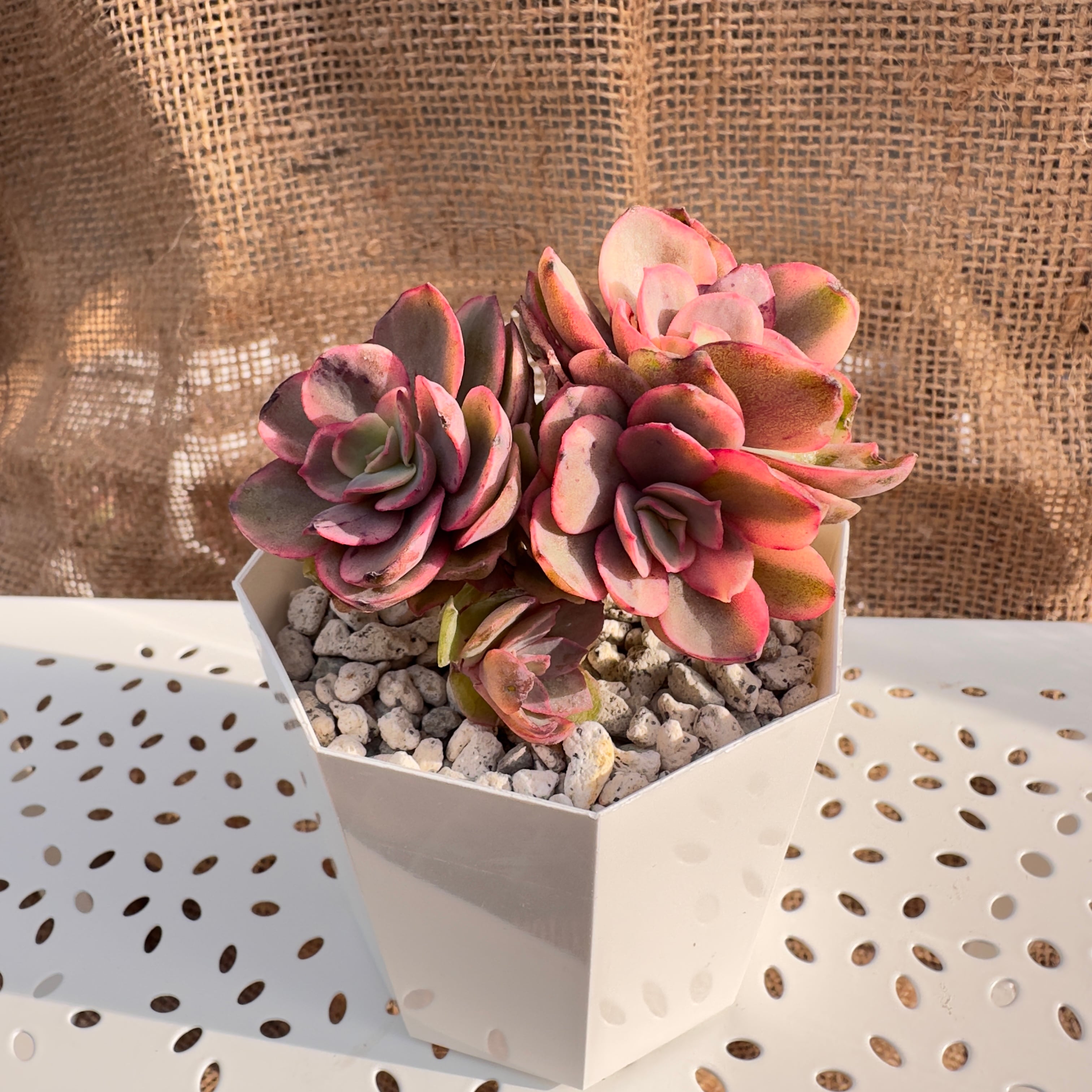 多肉植物 スヨン 韓国苗 エケベリア 紅葉 とても可愛い♡ 増やし