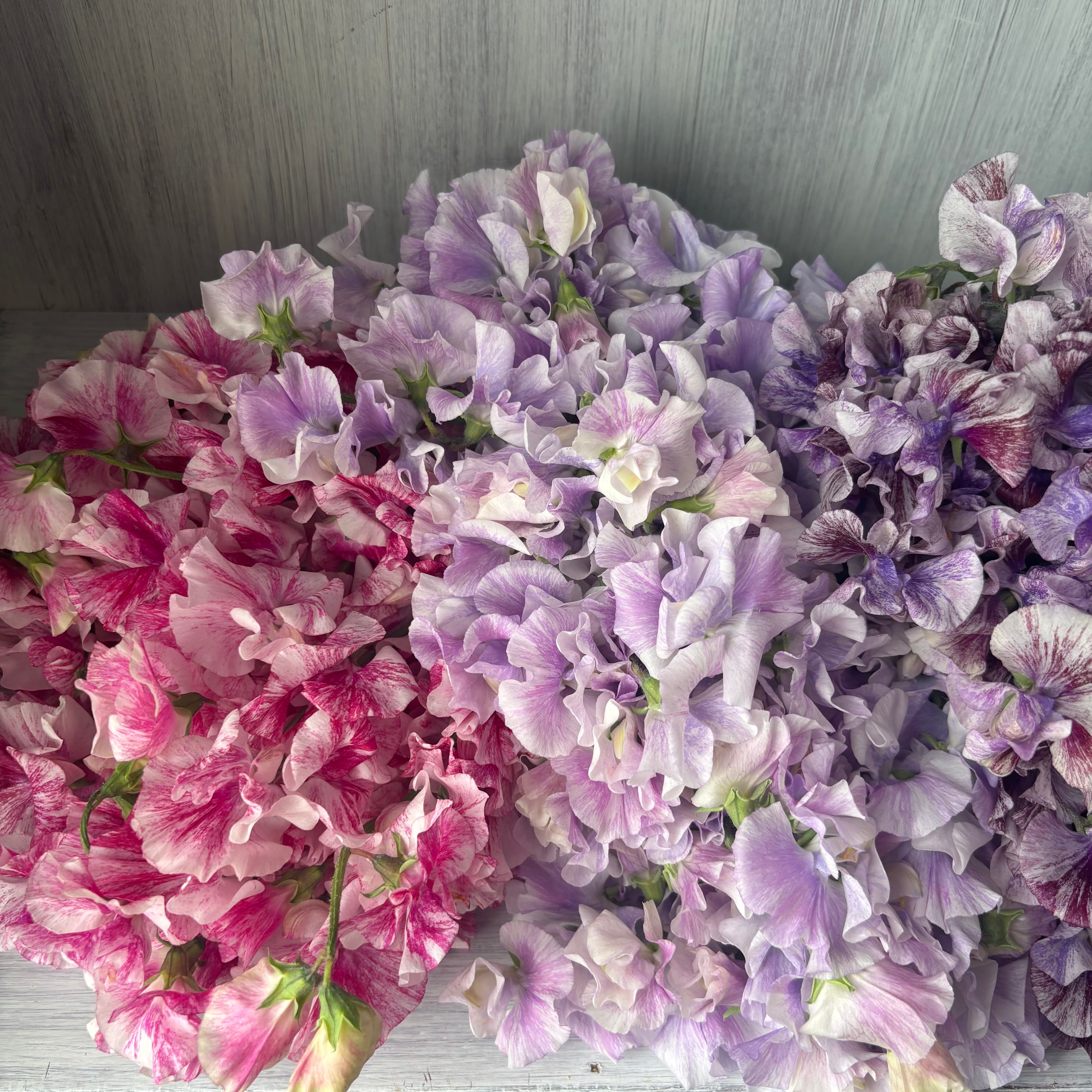 信州産　お花 KURA | 花の宝庫・長野県で愉しむ「信州花ツーリズム」