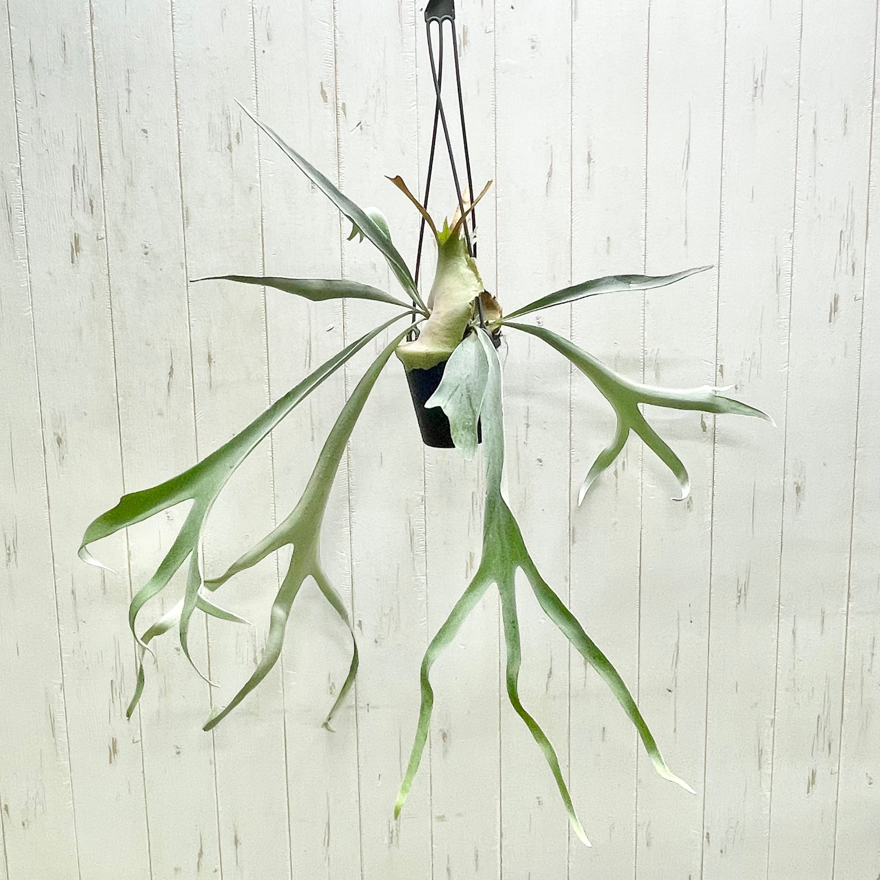 コウモリラン、ビカクシダ | PLANTS SHOP OLIVE