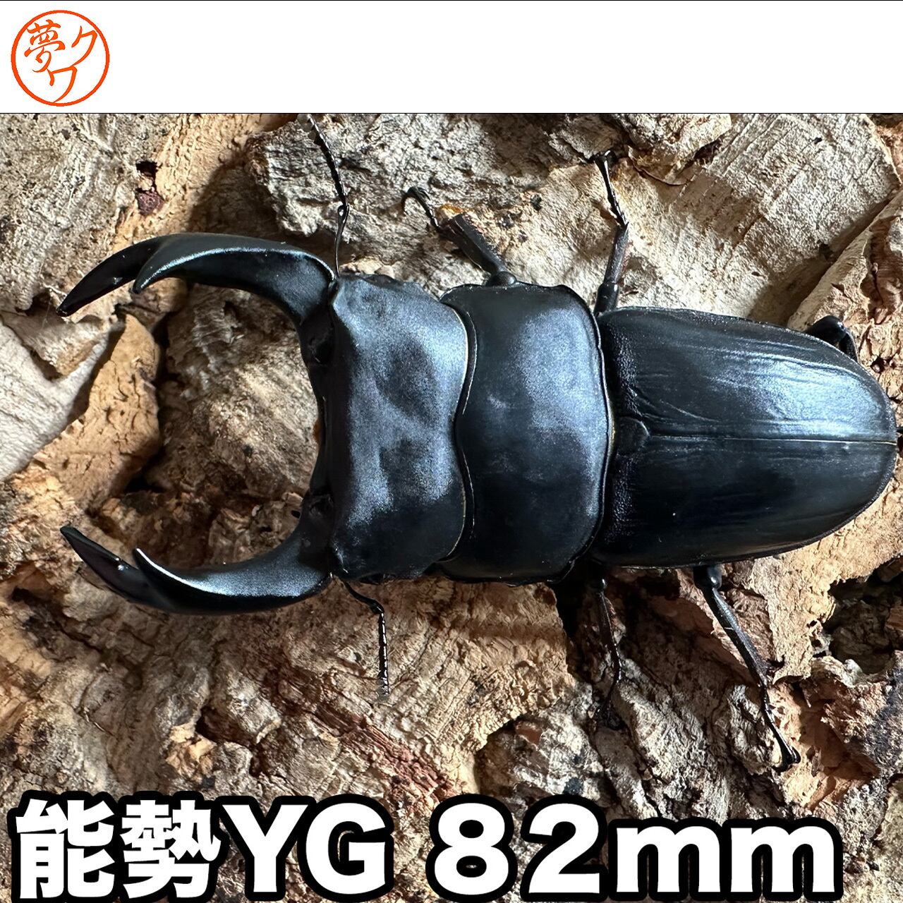 国産オオクワガタ 能勢YG大型血統 超大型
