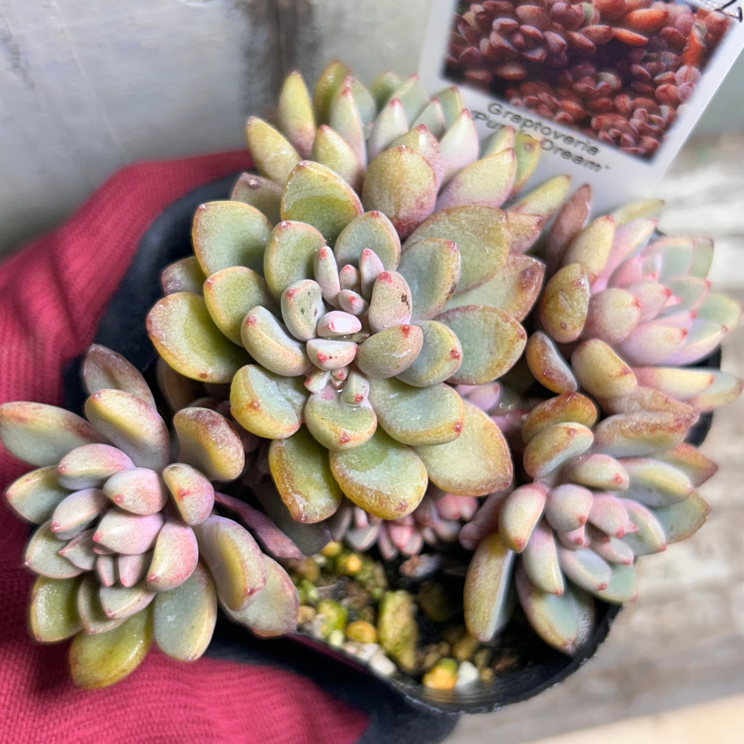 多肉植物アエオニウム錦❤シムシー錦❤️状態図 51#多肉植物❤️アエオニウム錦❤️ 白鳳錦 ❤️9頭25cm拔き苗 【公式