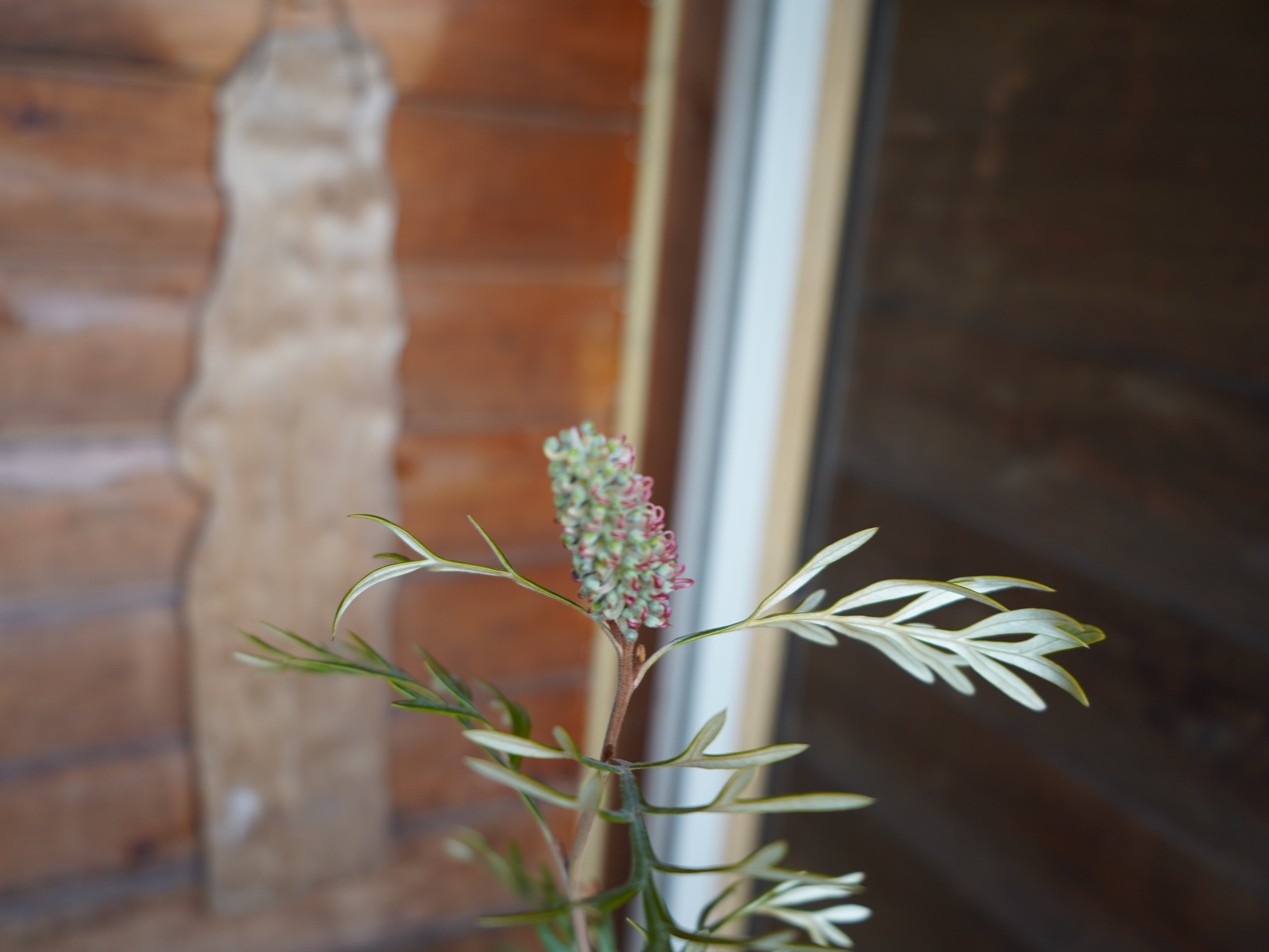 【現物】グレビレア ”ドーンパープル” C