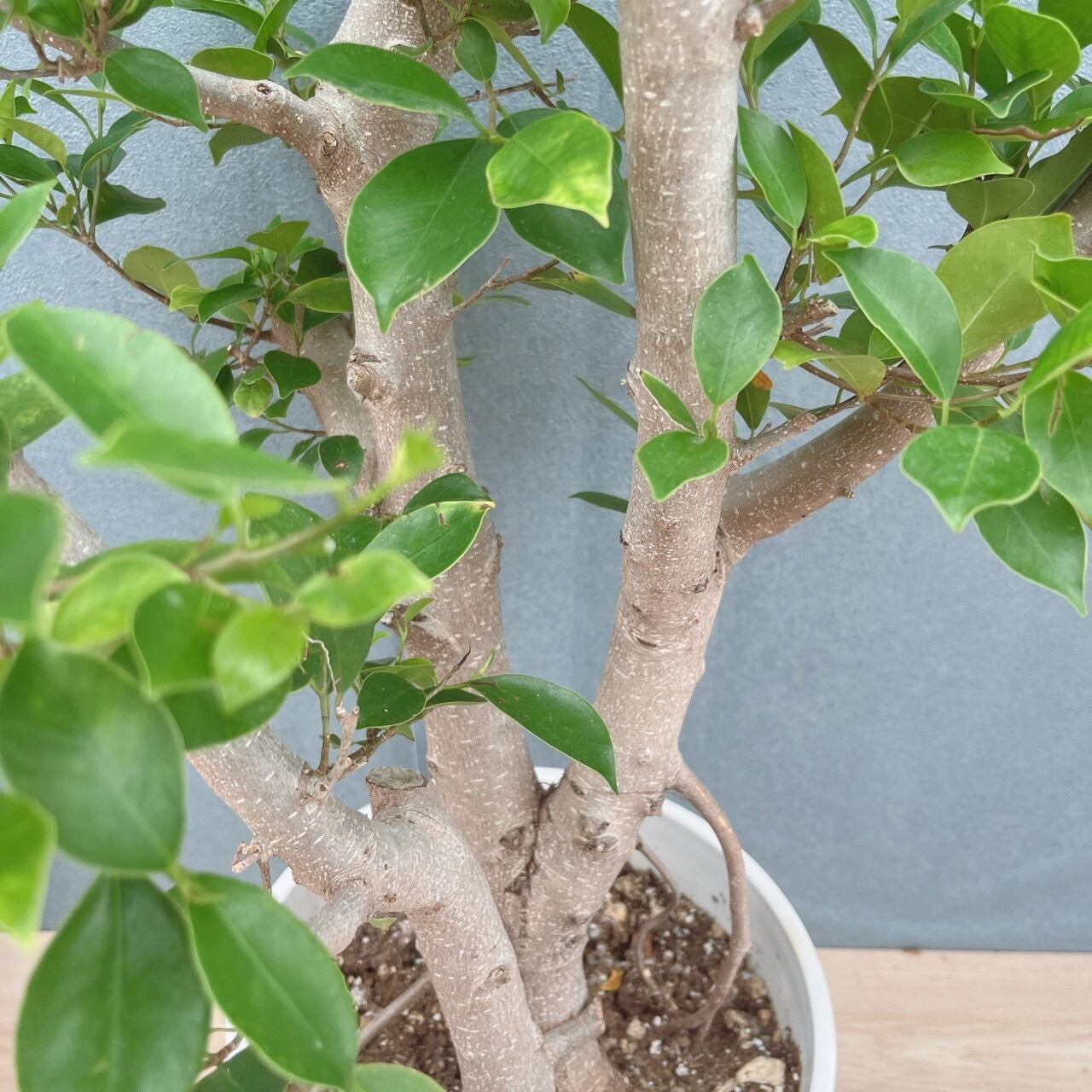 現品］91番 ガジュマル 8号 観葉植物 室内 大型 幹太 | PF green