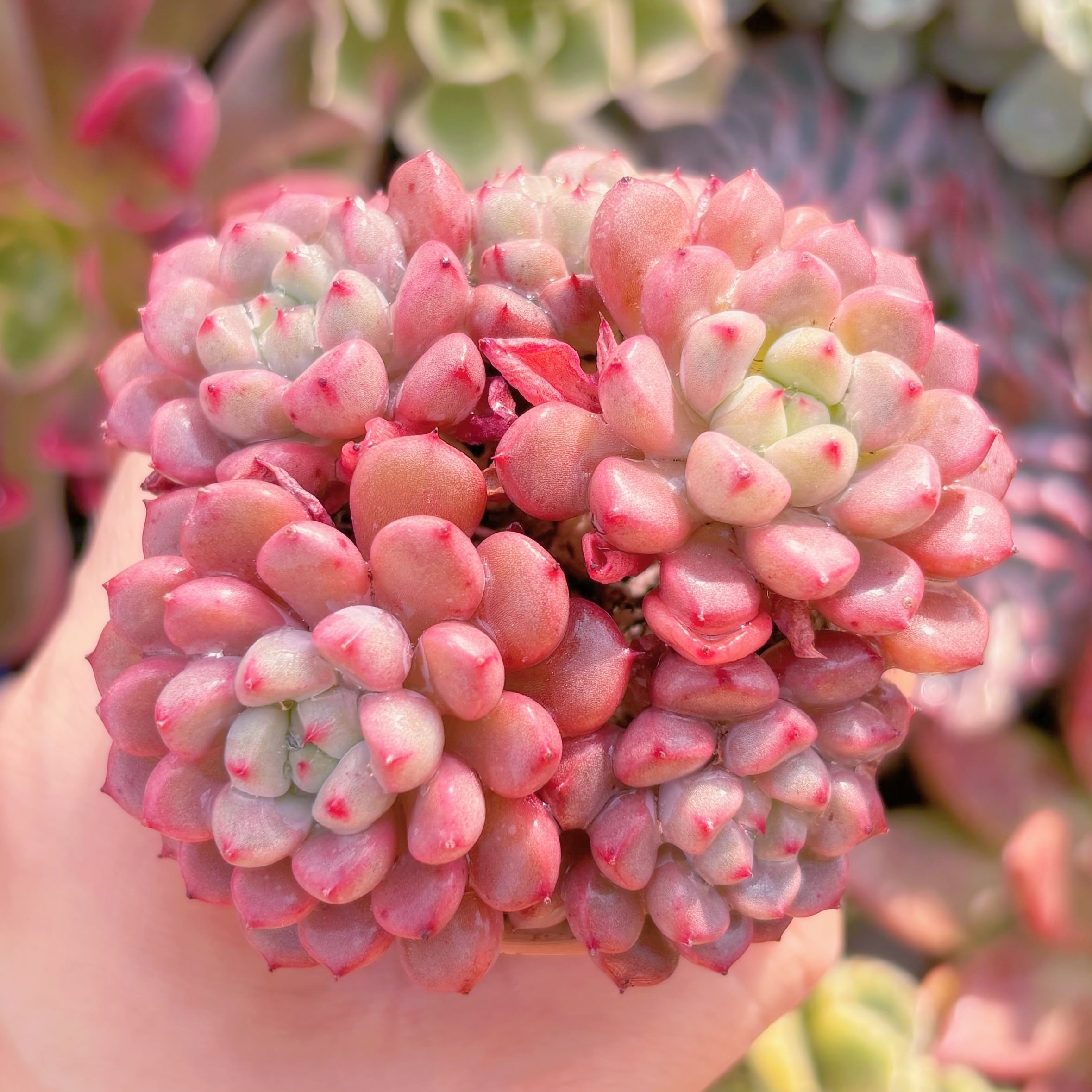 多肉植物　スノーピーチ　群生　新入荷　るる農園