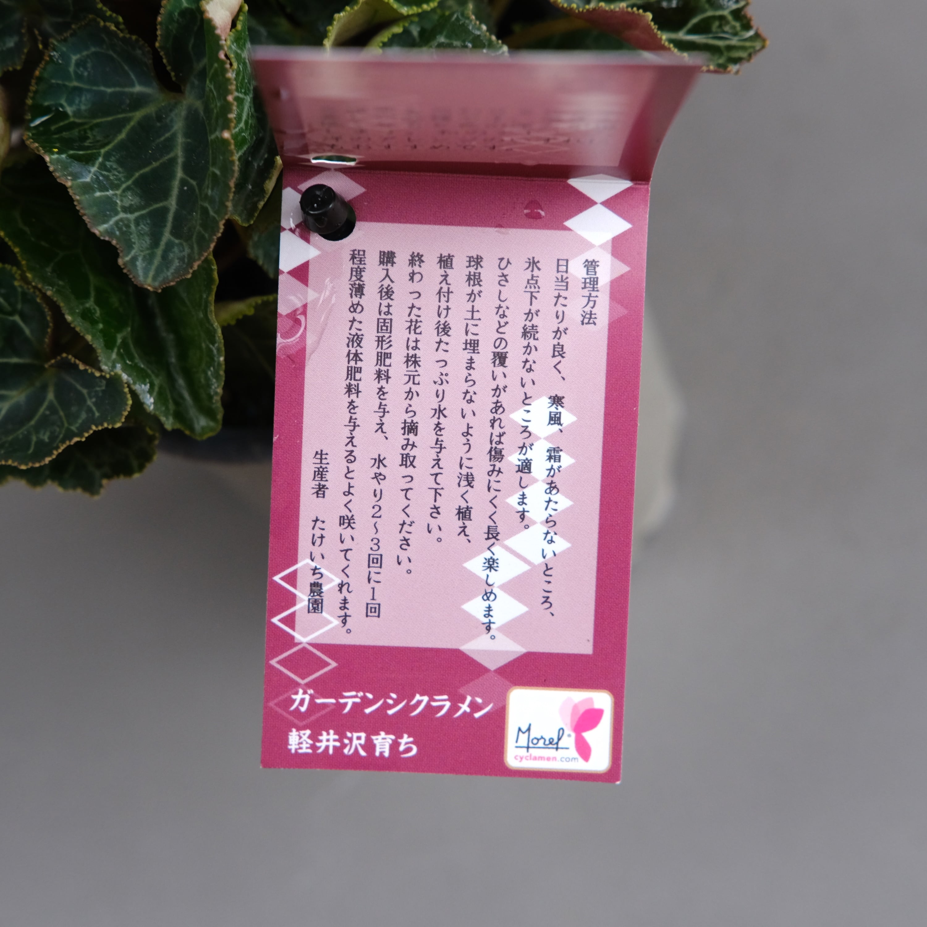 ガーデンシクラメン《 友禅 》軽井沢育ち 3号鉢 | グリーンギャラリー