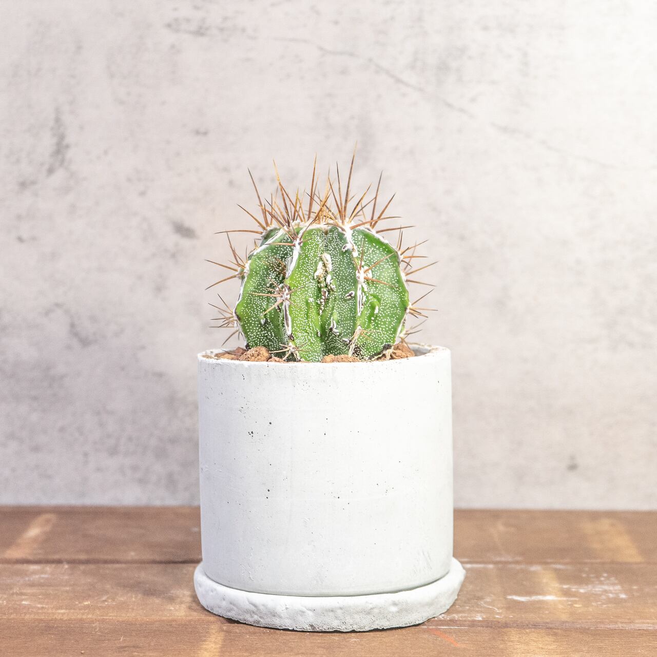 重厚な風格を纏う白いラインが際立つ白条複隆般若｜手づくりモルタル鉢の無骨さとサボテンの造形が共鳴する、飾れるアートな一点物｜虫発生抑制（全国一律送料850円）