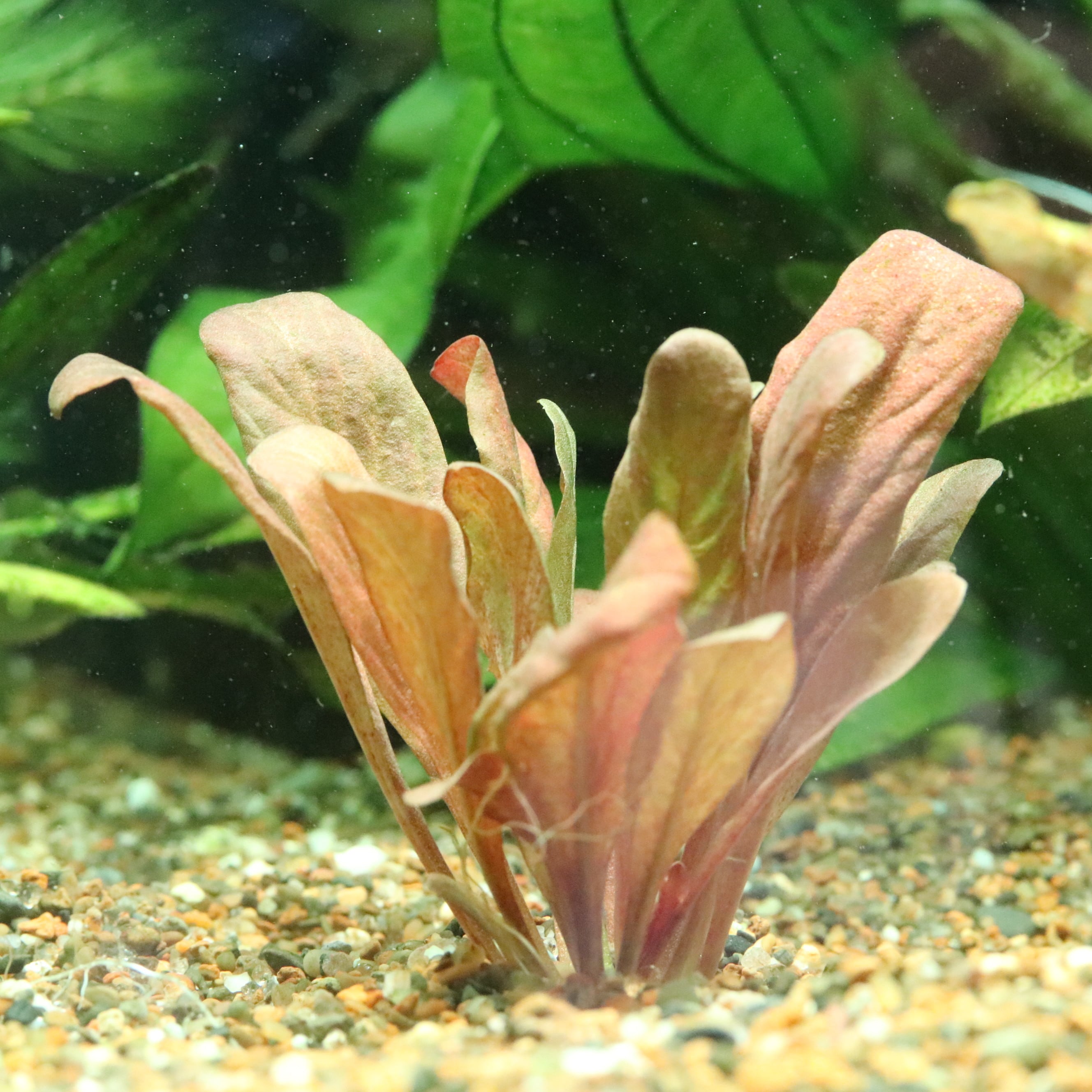 水草】ボルビティス・ヒュデロッティ(カメルーン産2022年) 1株