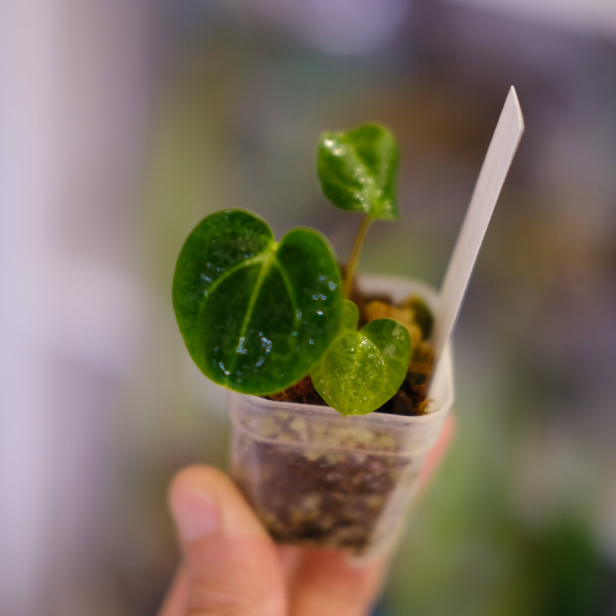 アンスリウム / Anthurium | tokyoplants (トーキョープランツ)｜希少