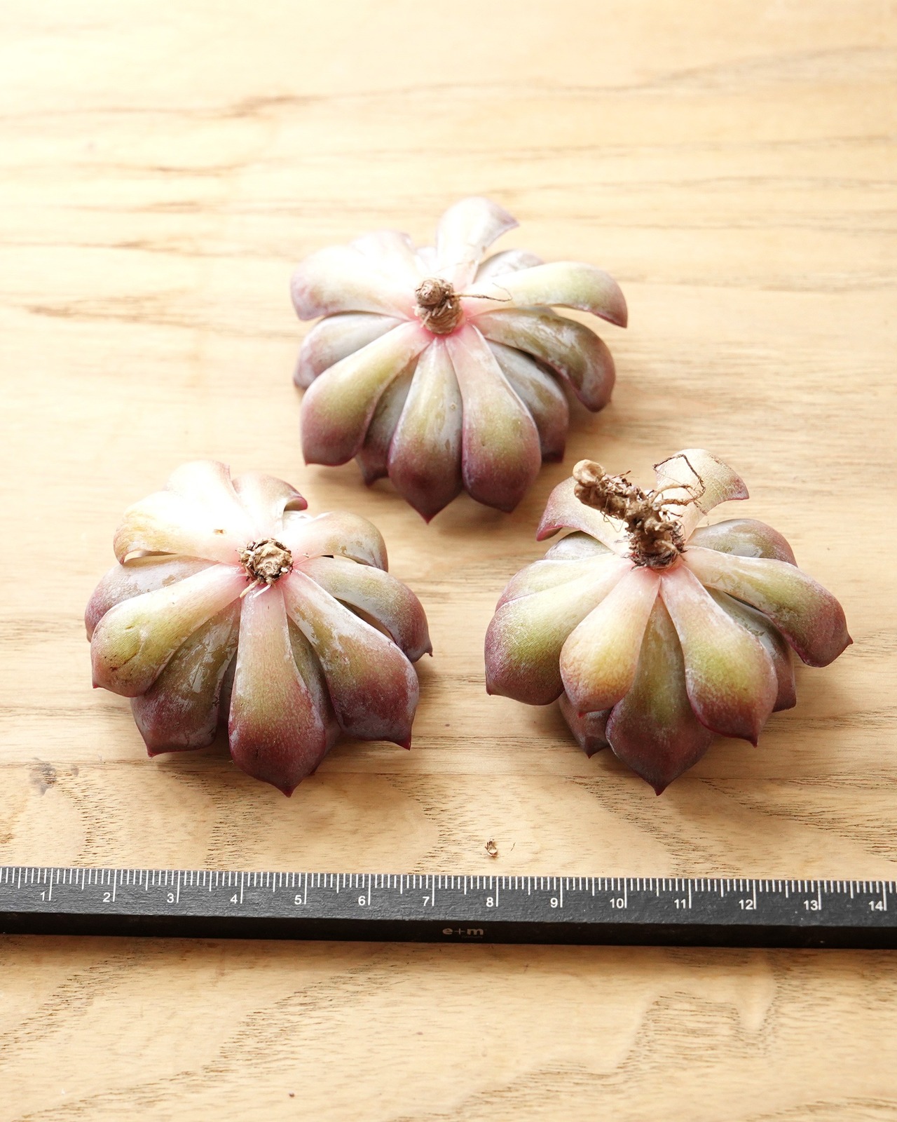 一部発根済カット苗 ダークアイス M Echeveria 'Dark Ice'