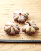 一部発根済カット苗 ダークアイス M Echeveria 'Dark Ice'