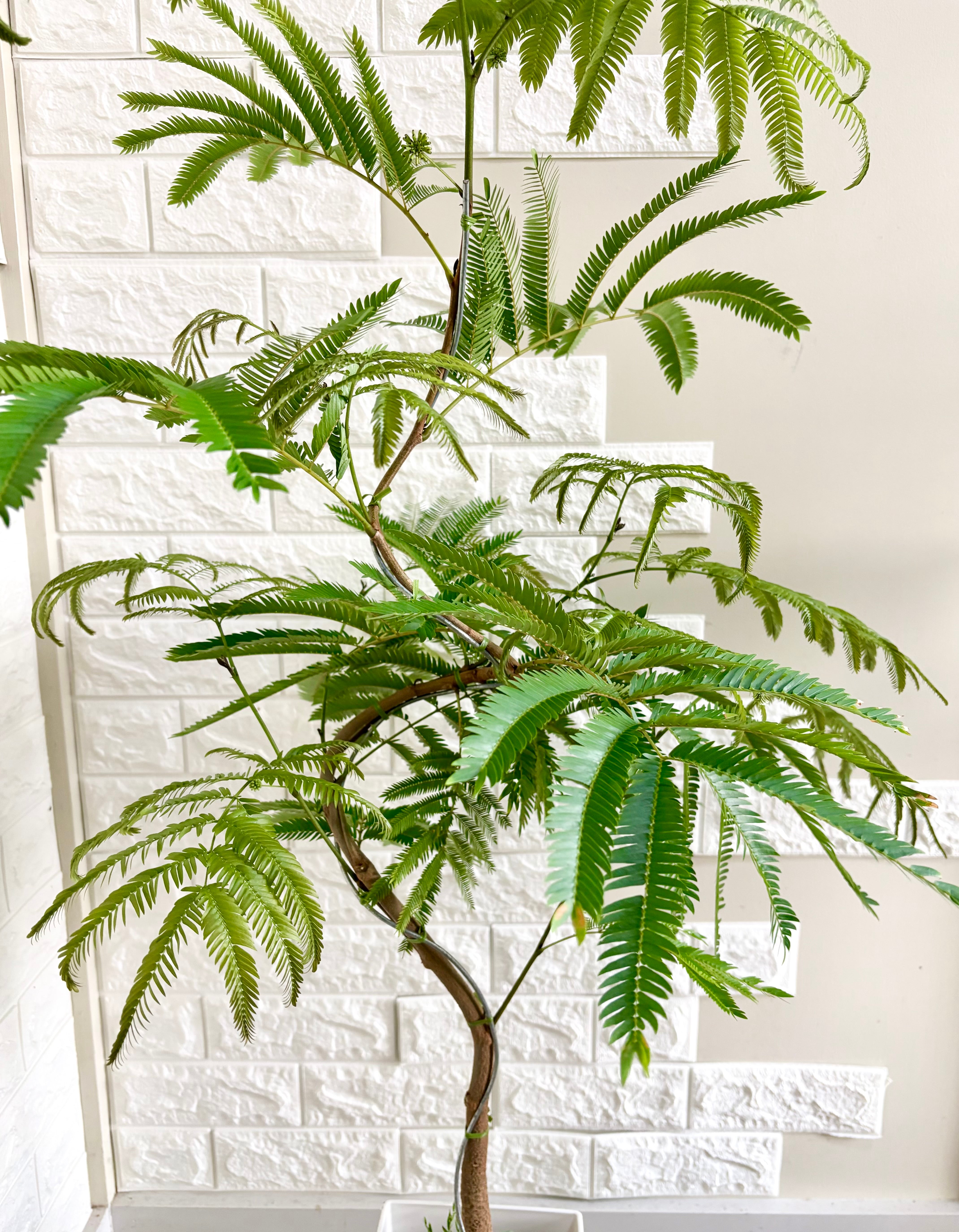 【現品】人気　エバーフレッシュ曲がり　観葉植物 現品】エバーフレッシュ 曲がり樹形 7号鉢 観葉植物 | 観葉植物のお店