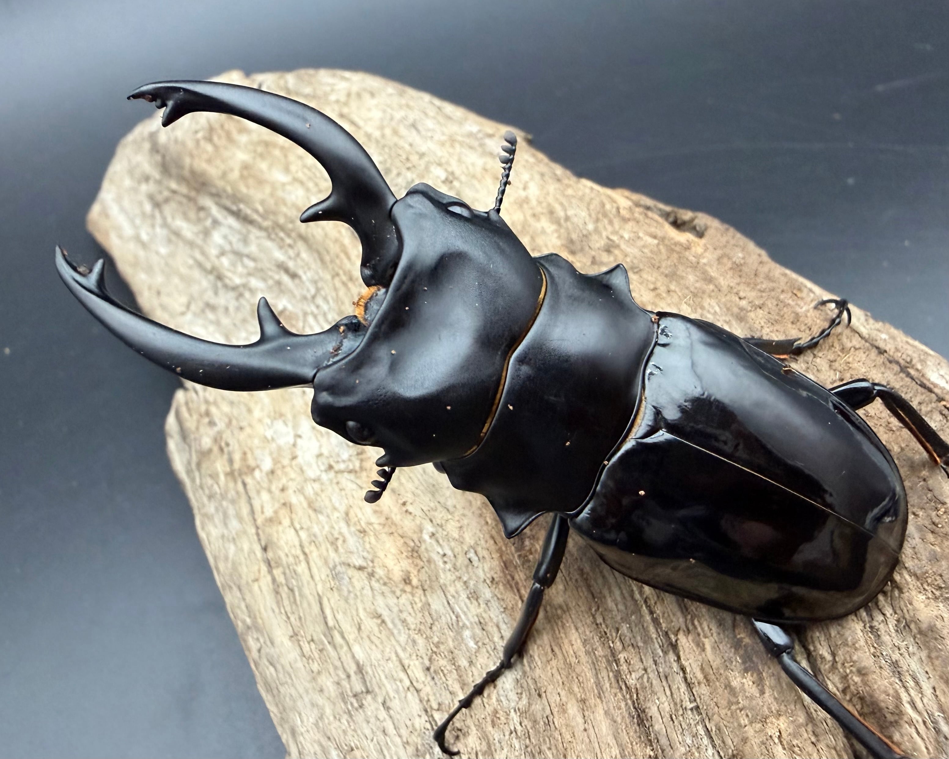顎MAZIORA】ギガンテウスシワバネクワガタ 昆虫標本 ニジイロクワガタ