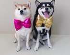 【予約】おリボンネックレス 犬服 フレンチブルドッグ パグ
