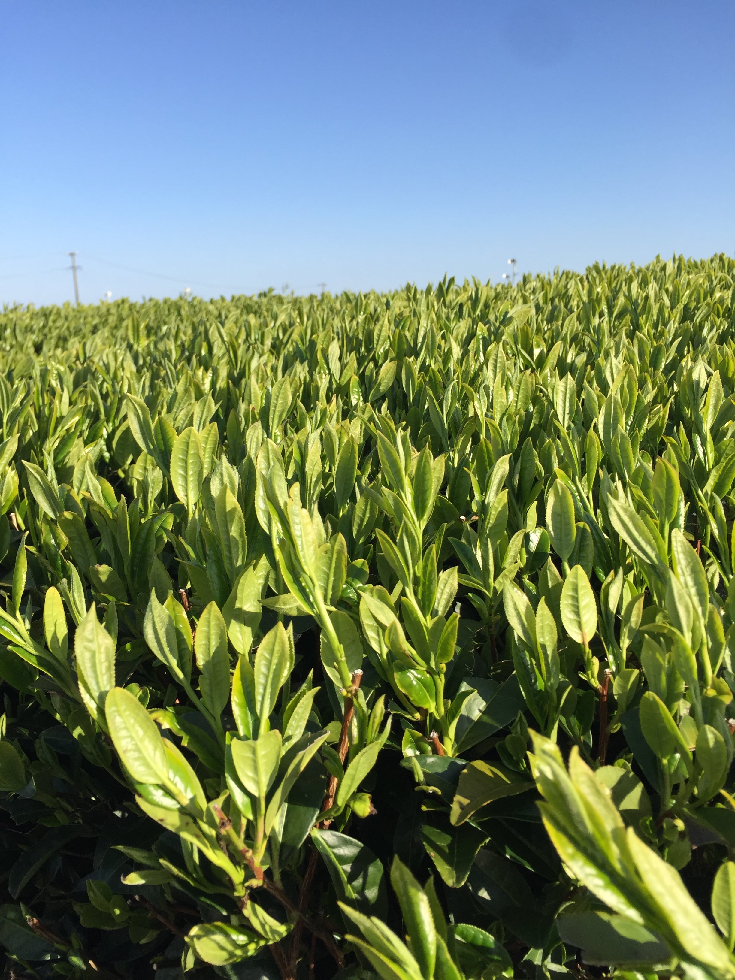 品種茶 さえみどり | 農業生産法人ヤマセン