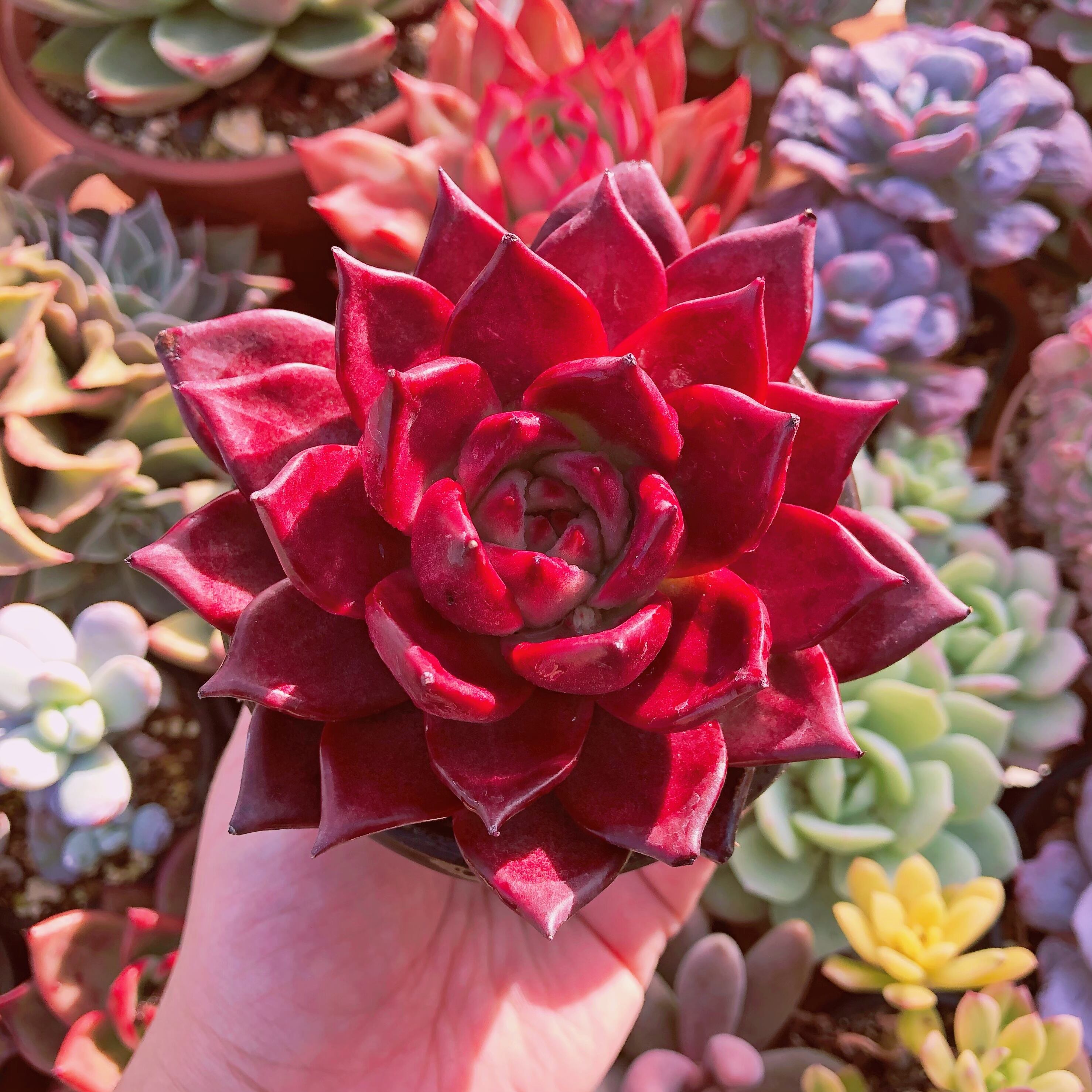多肉植物　ルビン  大苗