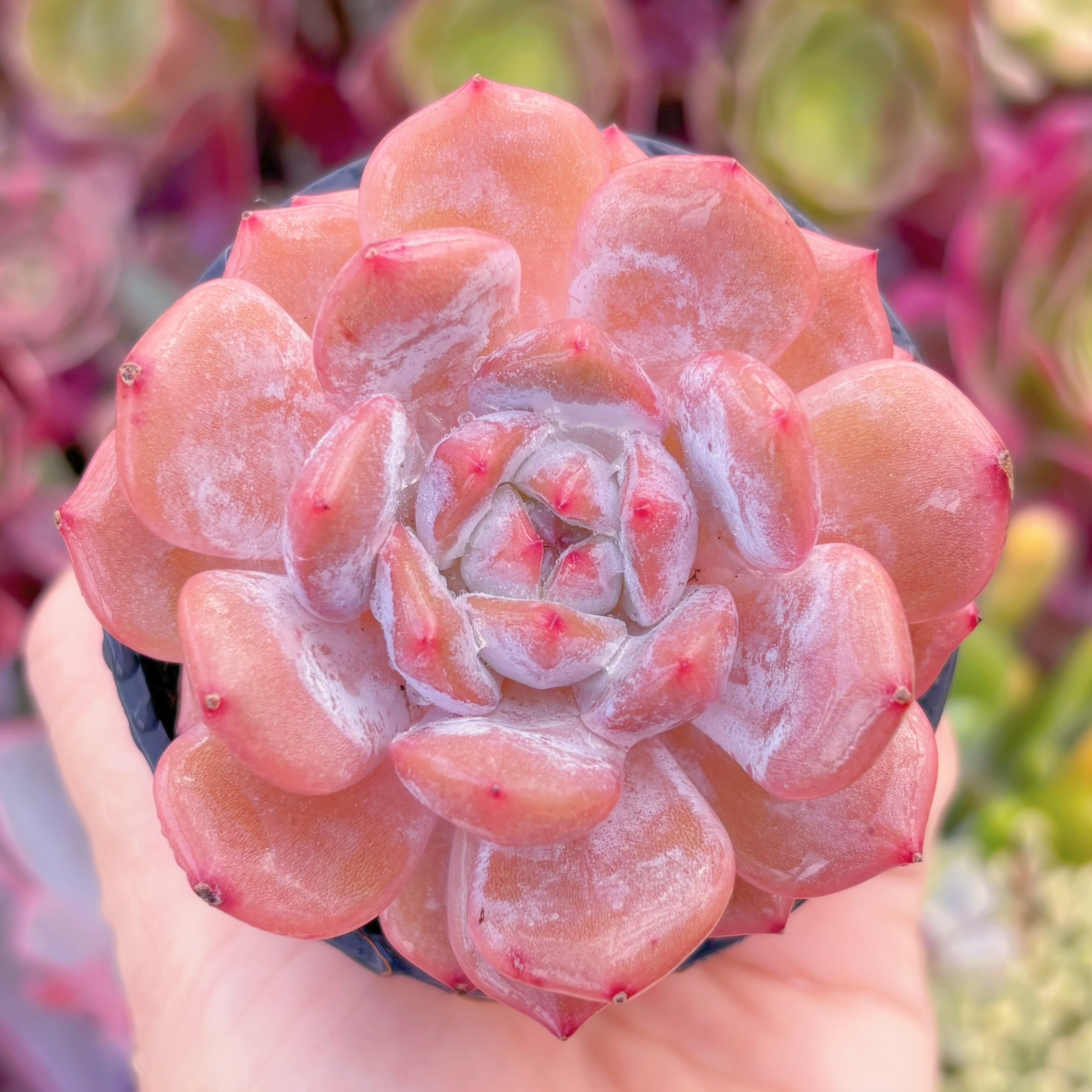 現品　玉芙蓉#768　るる農園