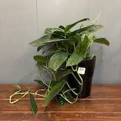 【新着3日限定10%OFF】モンステラ ジェイド シャトルコック【1001】