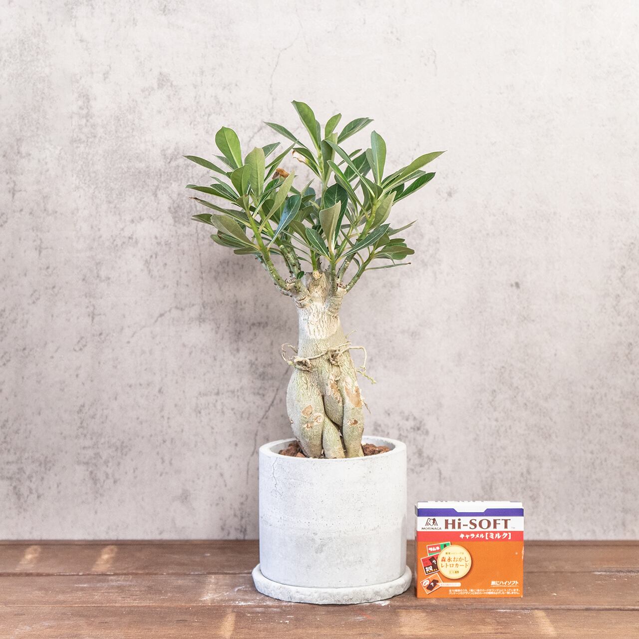 アデニウム｜荒々しい幹姿が魅力の塊根植物【手づくり鉢仕立て】