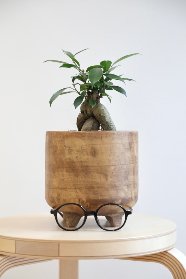 【M】ガジュマル/Ficus microcarpa