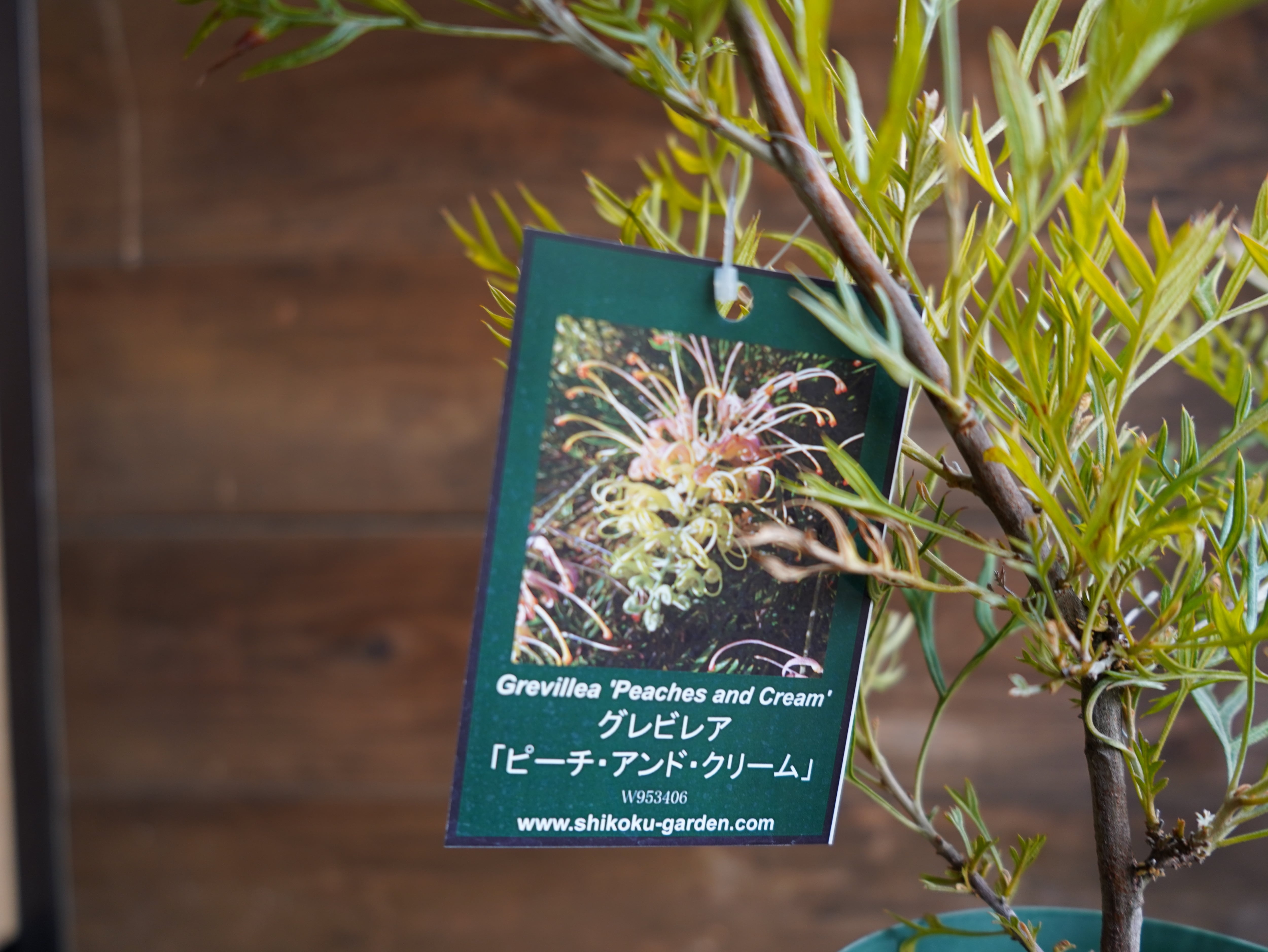 【現物】グレビレア　”ピーチアンドクリーム”　A