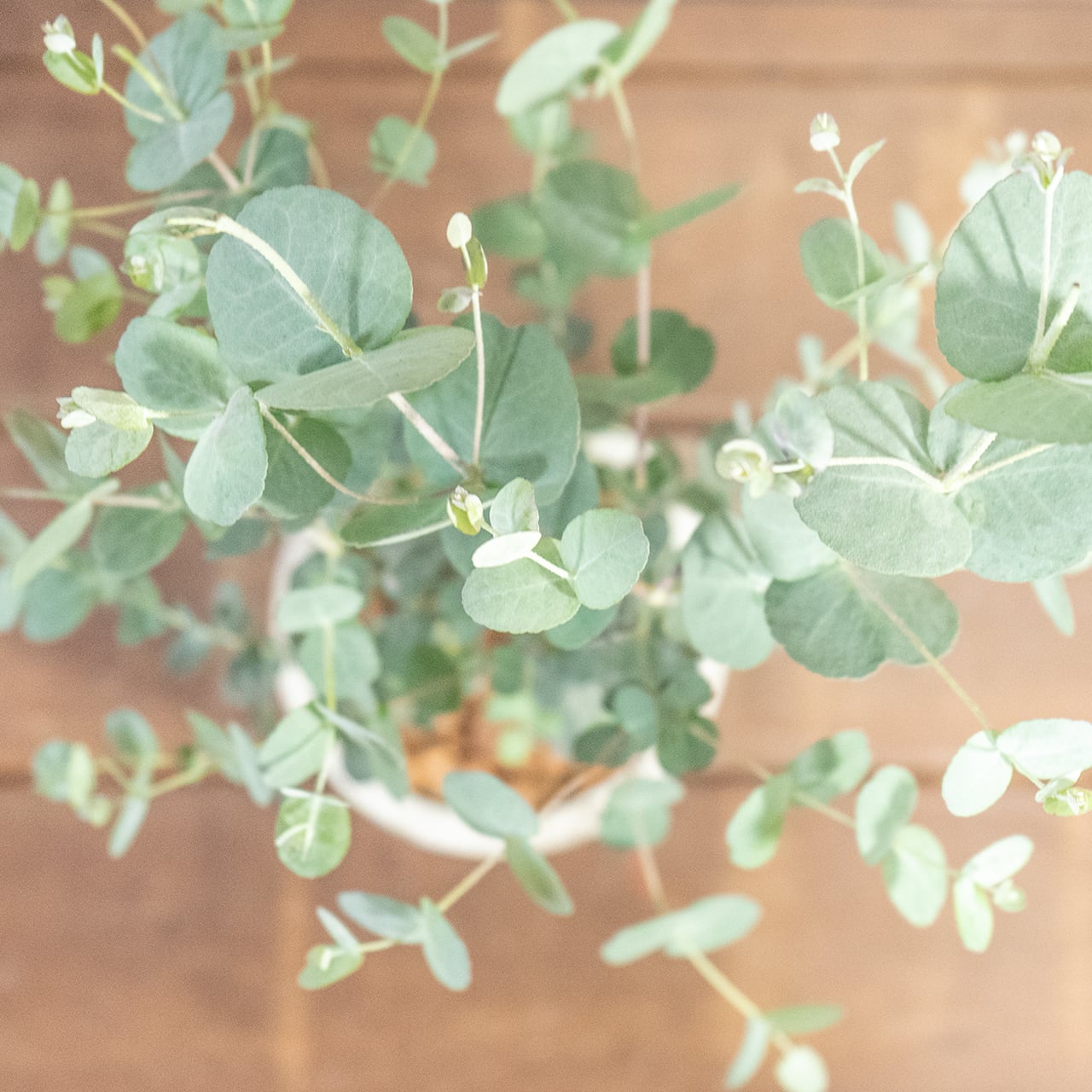 【一株ごとの厳選仕入れ】枝ぶりの美しさ、葉の密度の美しさ。空間を清涼感で満たすユーカリを現品販売でお届け。／手づくりモルタル鉢｜虫発生抑制｜送料全国一律850円