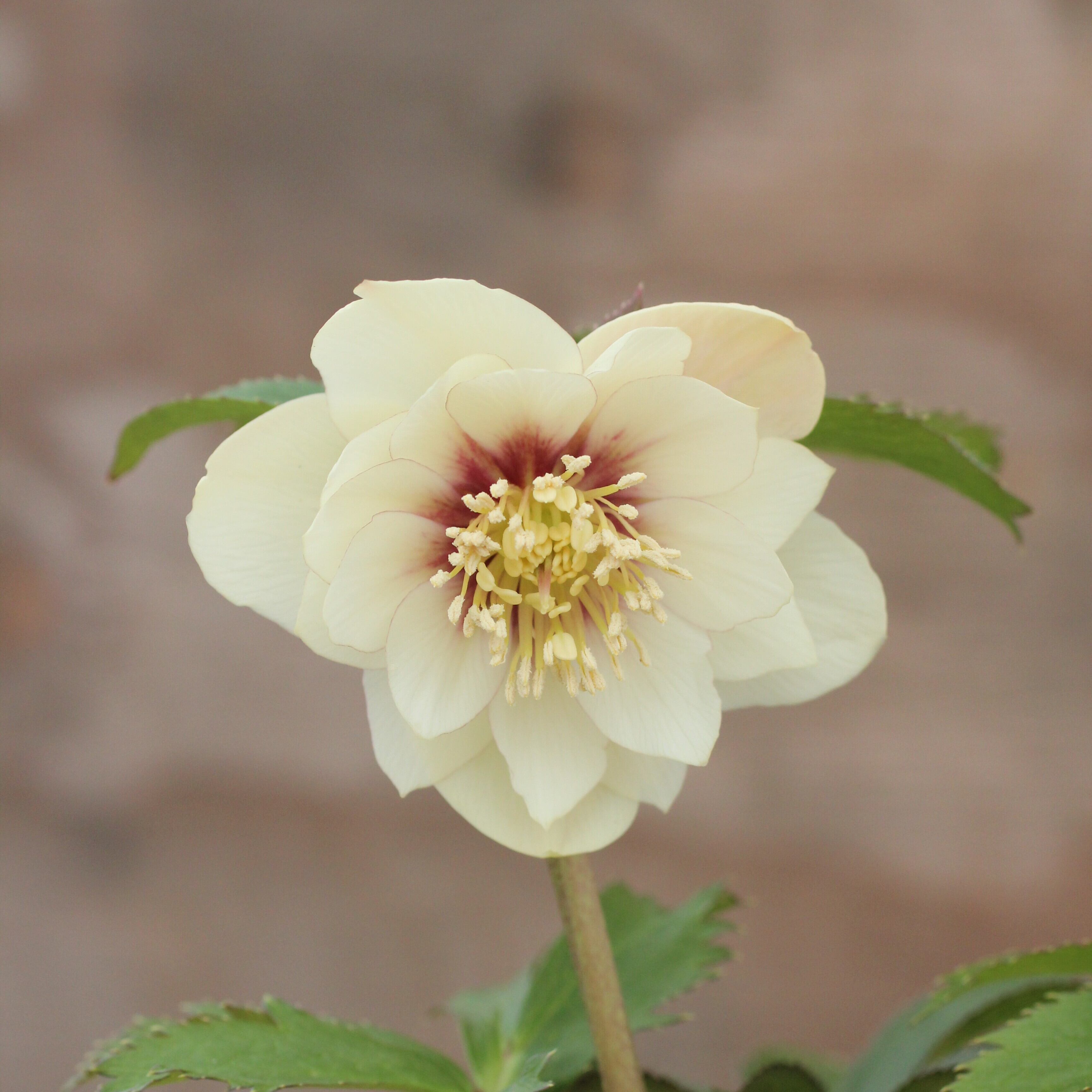 WS26-048 クリスマスローズ ウィンターシンフォニー 静ダブル