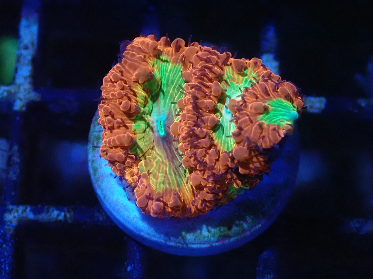 Blastomussa Premmium 3