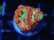 Blastomussa Premmium 3