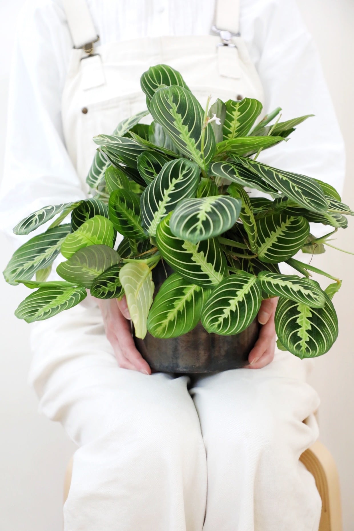 M】マランタ レモンライム/Calathea | 【厳選植物・器】MIDORI DOUMEI