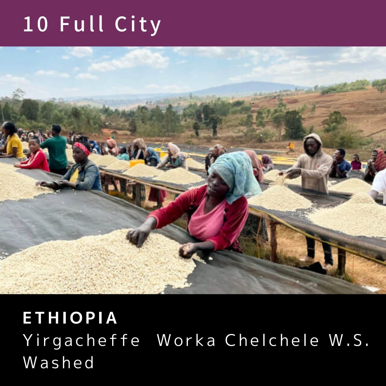⑩ ETHIOPIA Yirgacheffe Washed 250g