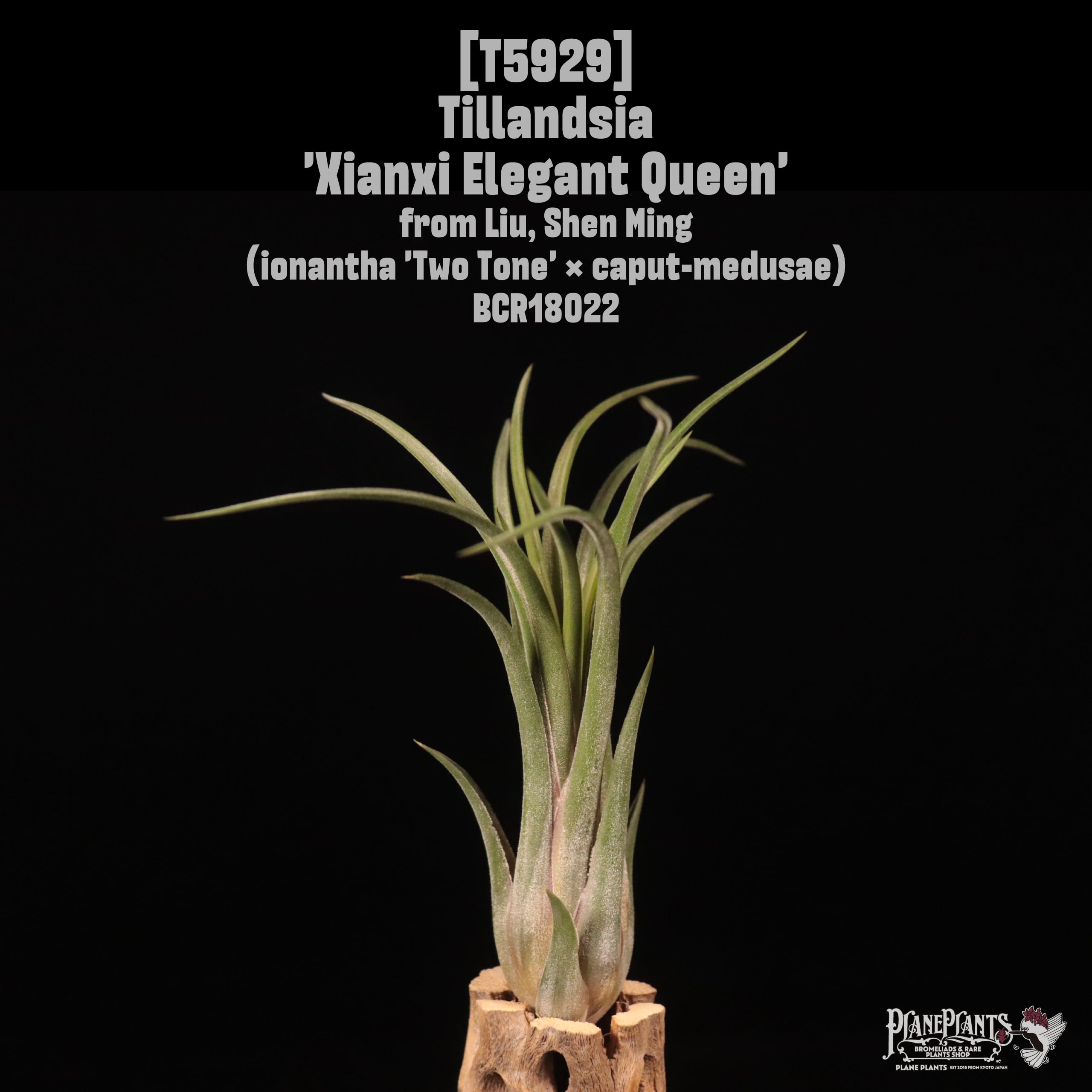 Tillandsia 'Xianxi Elegant Queen'〔エアプランツ〕T5929