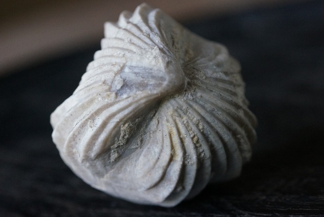 Burmirhynchia Decorata　化石 ⑥