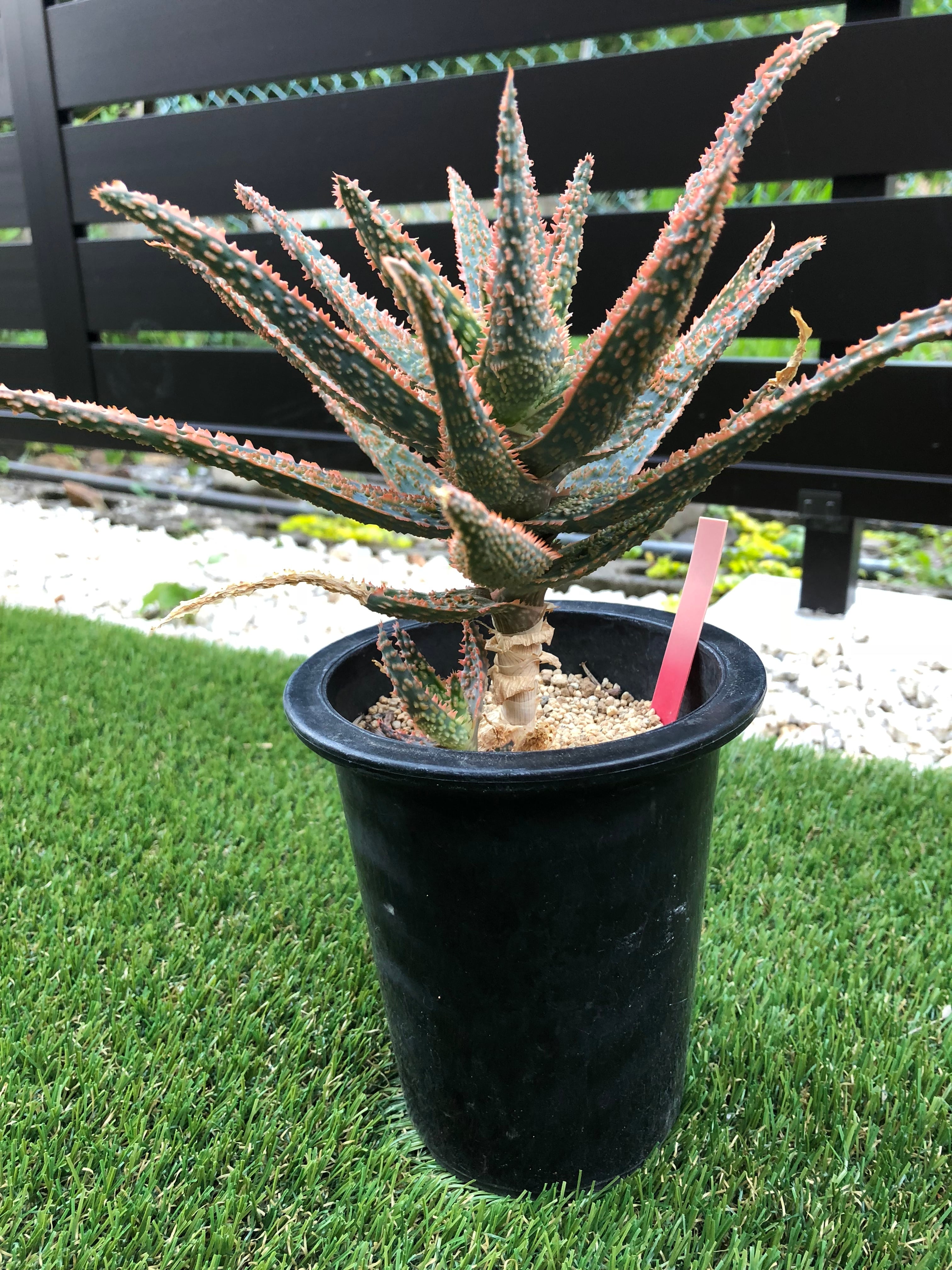 Aloe cv.DZ (Debra Zimmerman) アロエ DZ | plants MARU ーサボテン