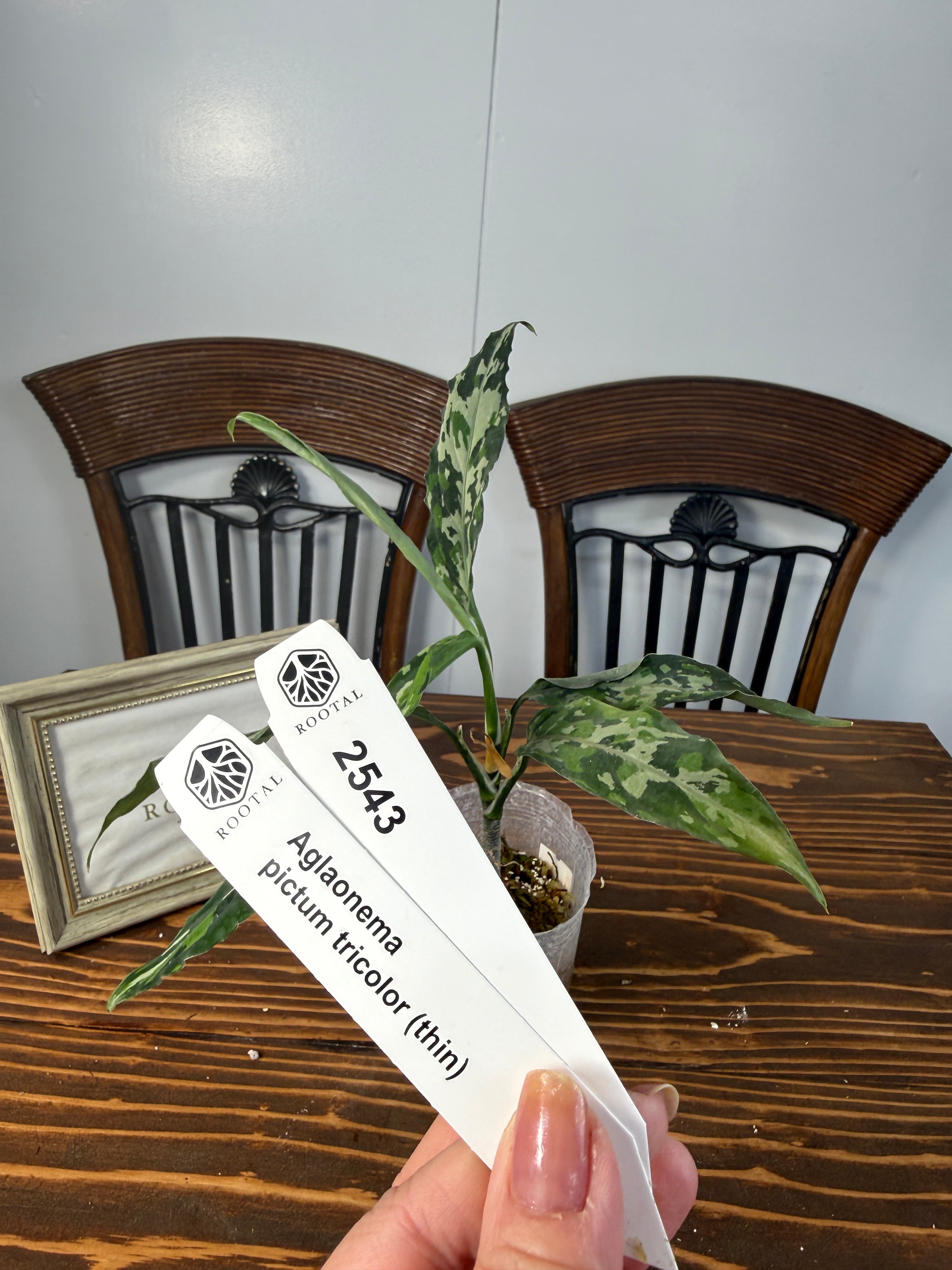 ★2543【シャープな迷彩美】アグラオネマ ピクタムトリカラーthin(8cmポット口径)