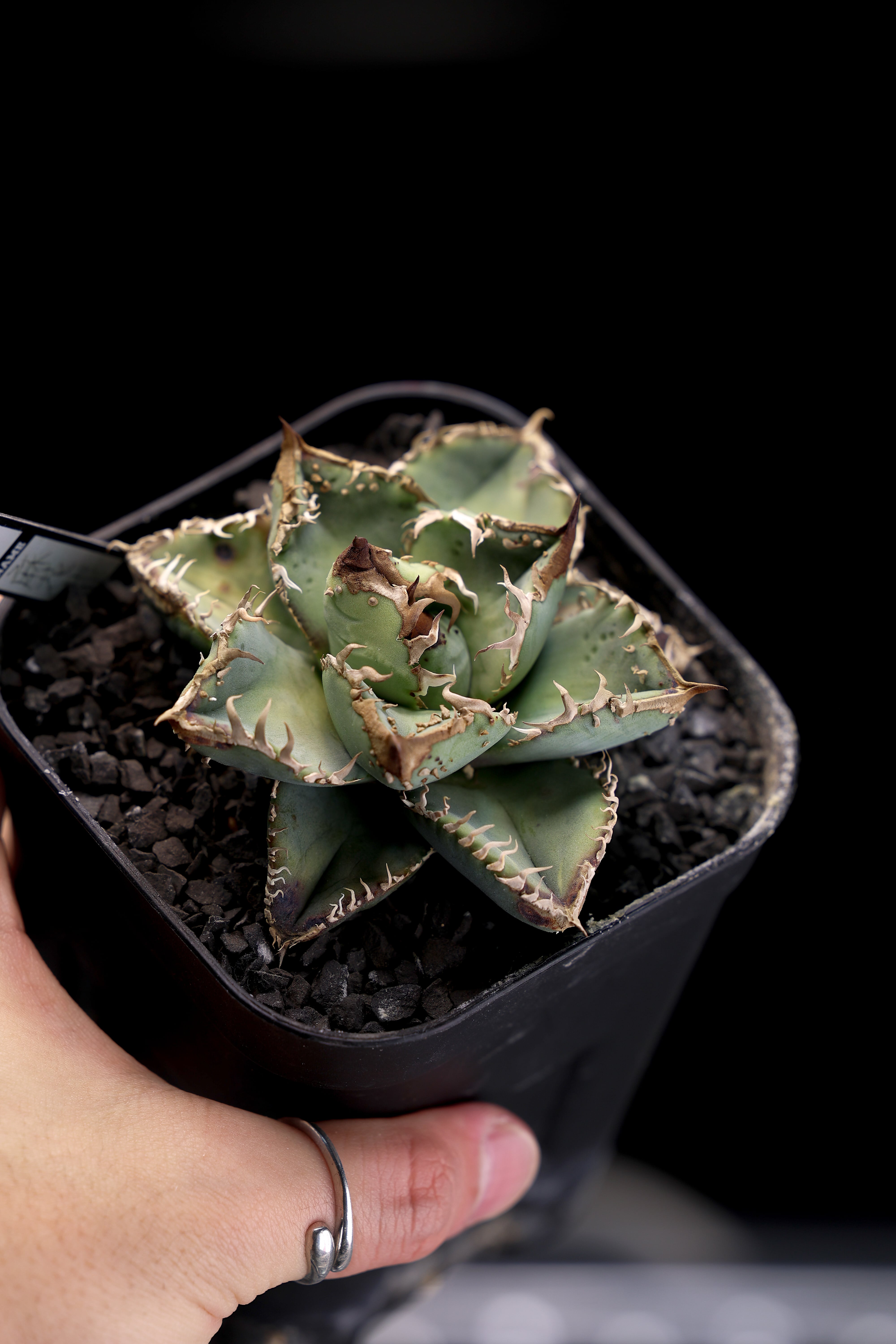 KAMUI PLANTS LABO