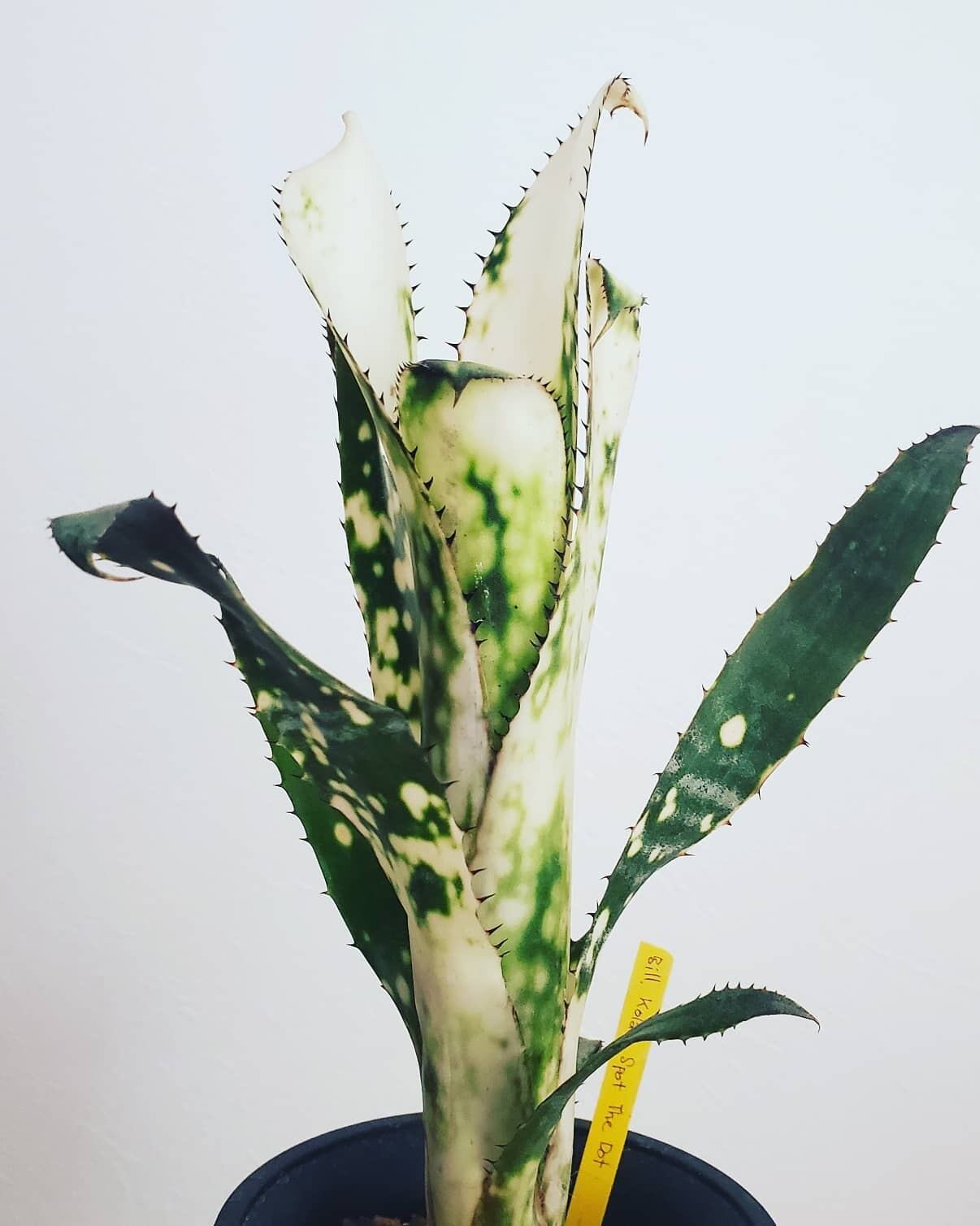 ブロメリア・エアープランツ Billbergia Kolan Spot The Dot Billaergia Kolan Spot The Dot【artPLANTs】ビルベルギア