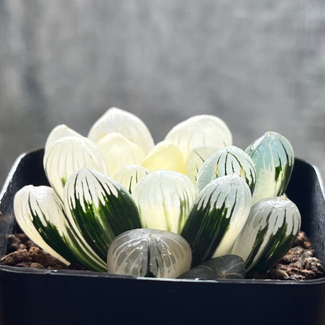 み*★様 多肉植物　ハオルチア　OB-1オブツーサ錦　2頭立ち　群生　鮮明錦 み*☆様 多肉植物 ハオルチア OB-1オブツーサ錦 2頭立ち 群生